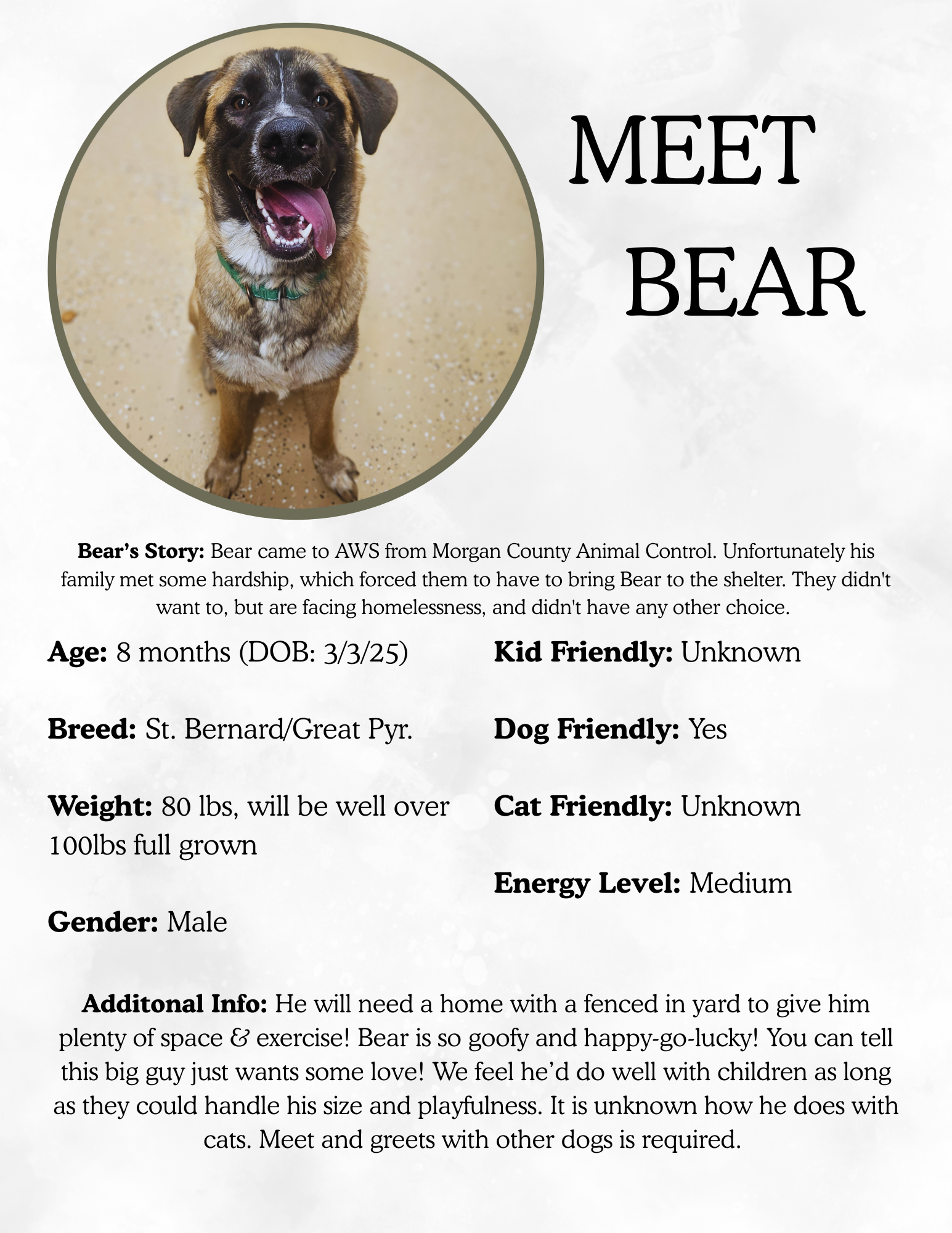 Dog with brown and black fur, tongue out, in a gray collar, standing on a tan speckled floor, part of a shelter adoption flyer.