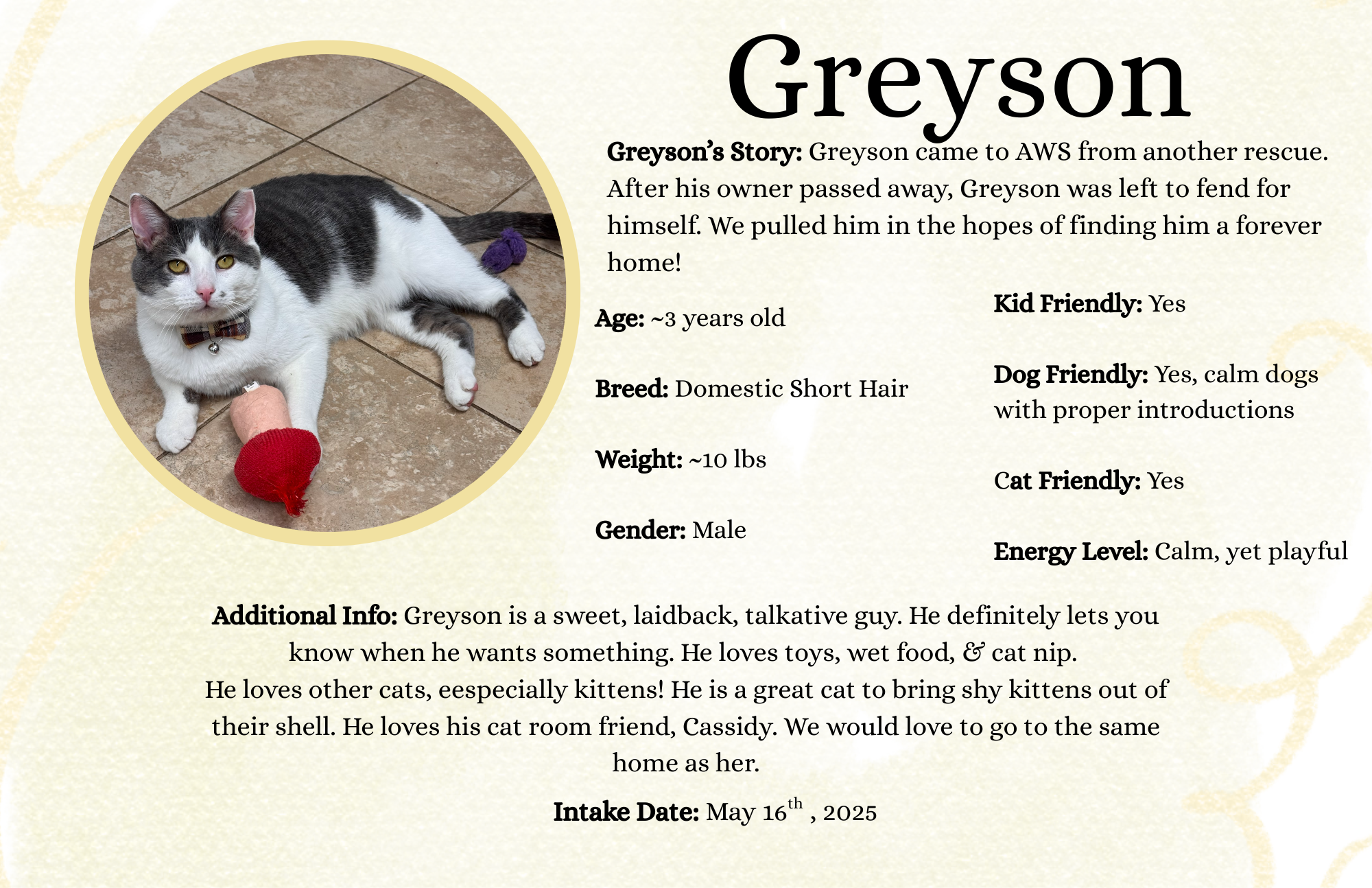 A photo of a black and white cat named Greyson lying on a tiled floor, wearing a collar with a bell, with a red toy in front of him.