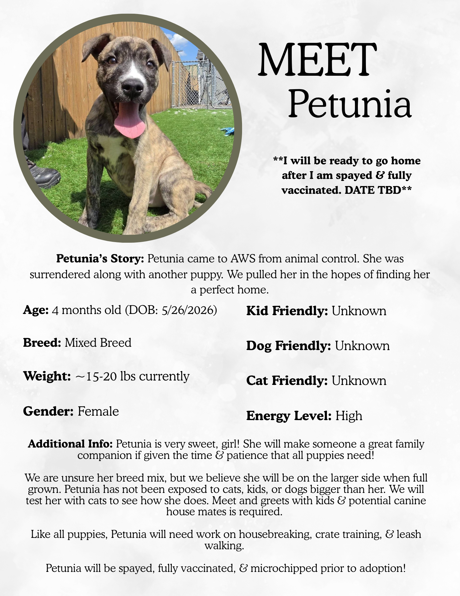 Petunia.png