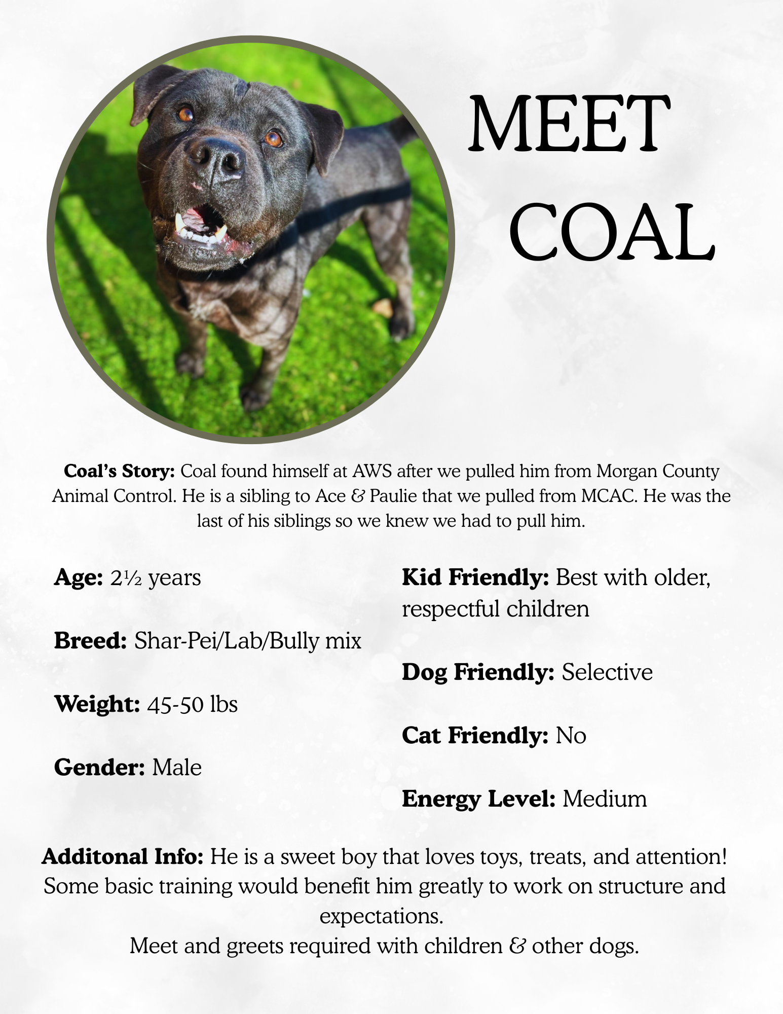 A dog with a black and brown coat in a green grassy yard, standing and looking at the camera, with a colorful webpage about a dog named Coal that includes his story, age, breed, weight, gender, and personality traits.