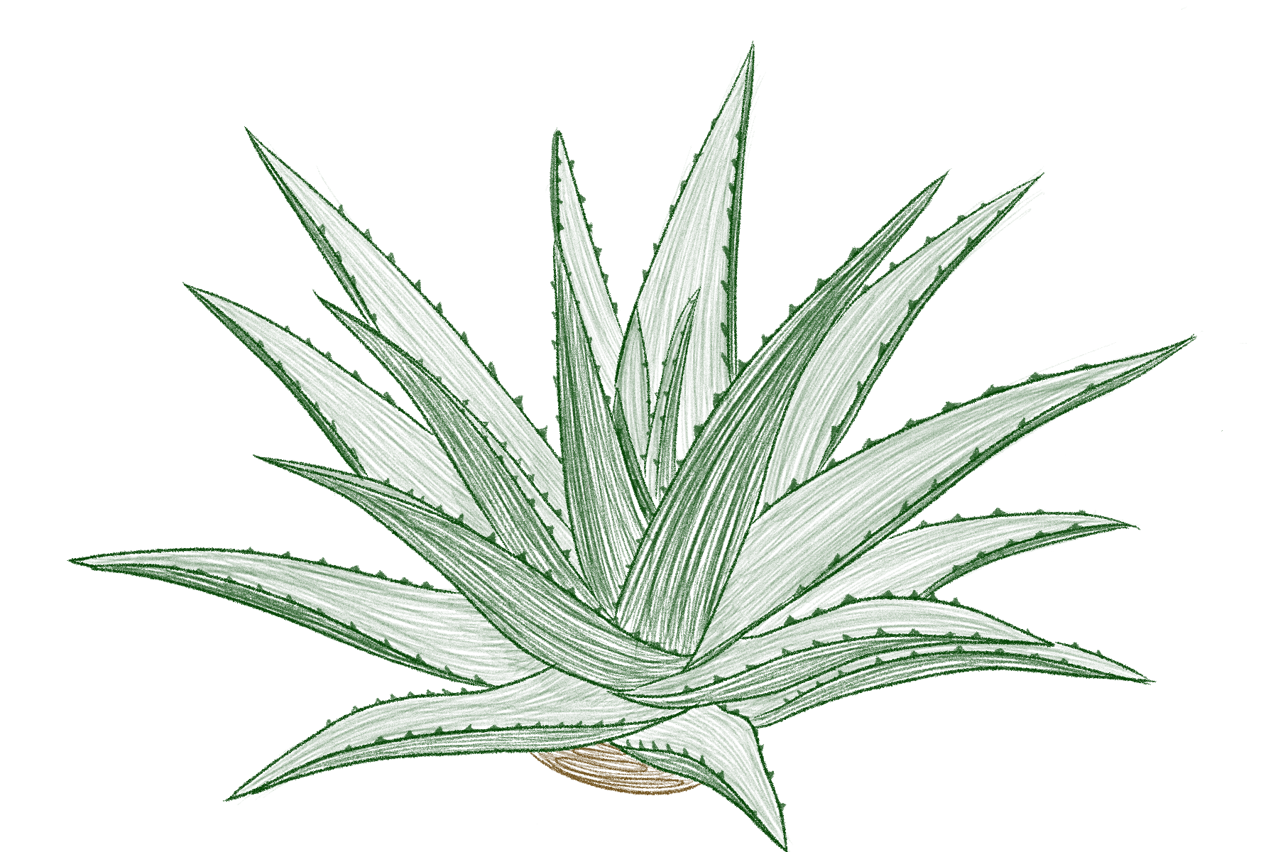 big aloe.png