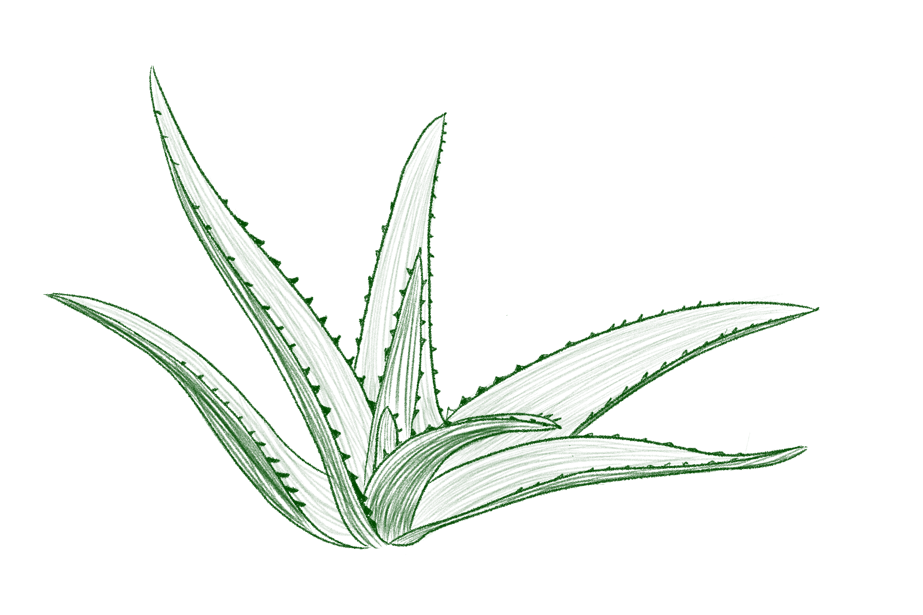 aloeplantillustration.png