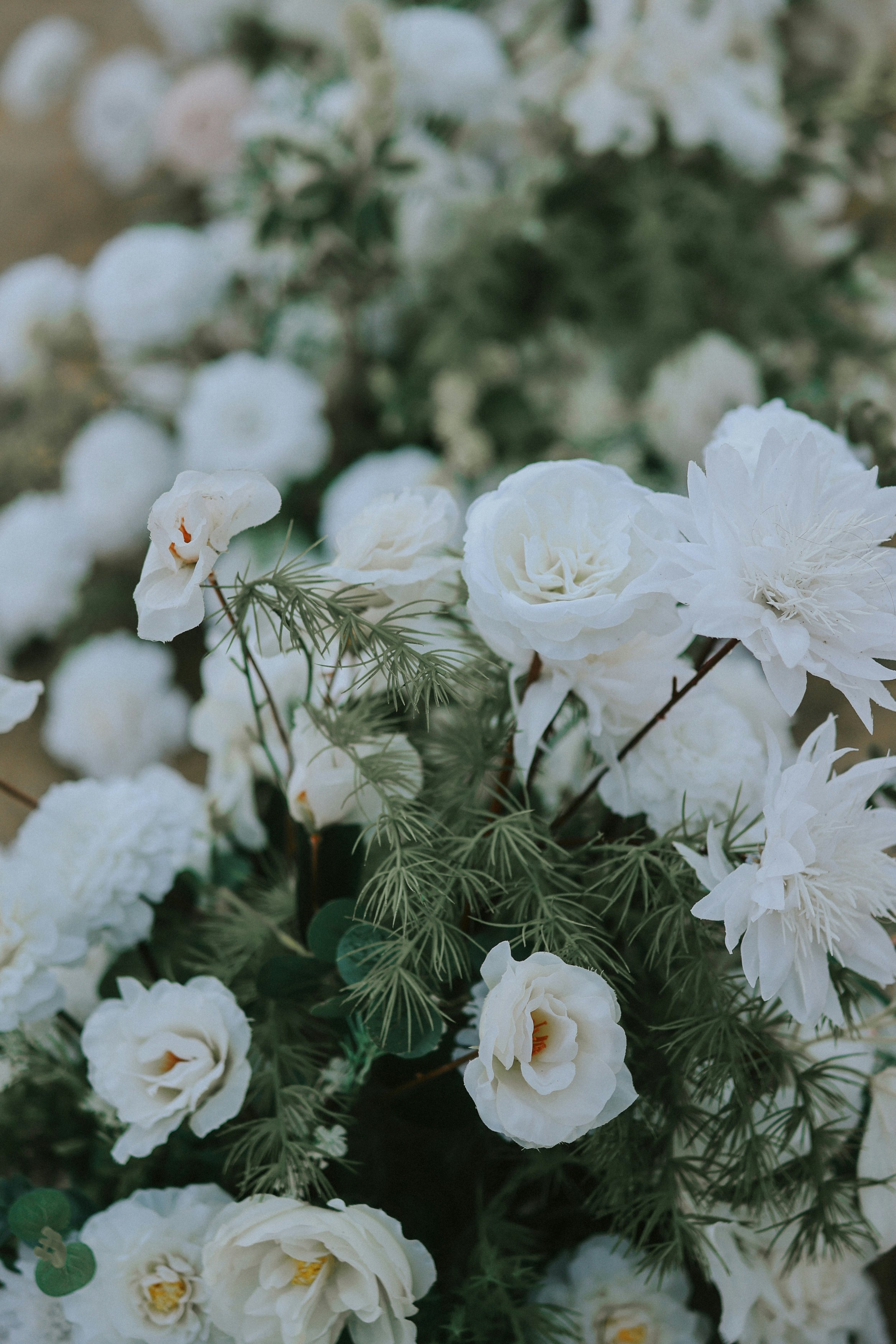 Close-up of white flowers with ruffled petals and green foliage.