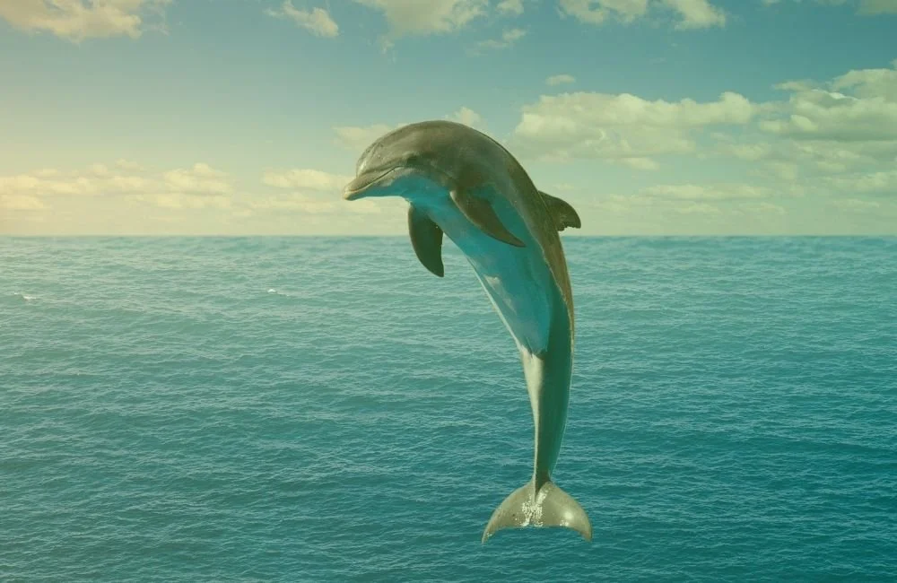 la parabole du dauphin
