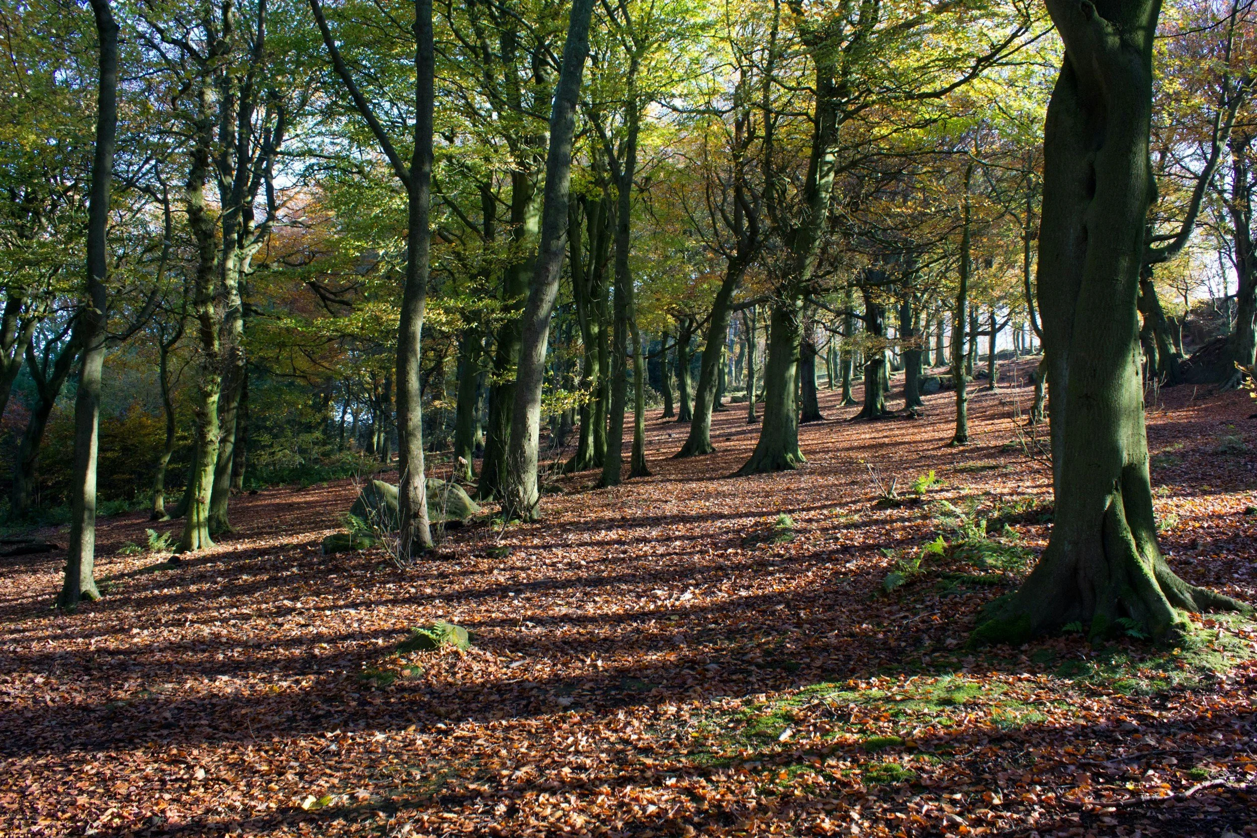 Beech Trees &amp; Kretzschmaria deusta