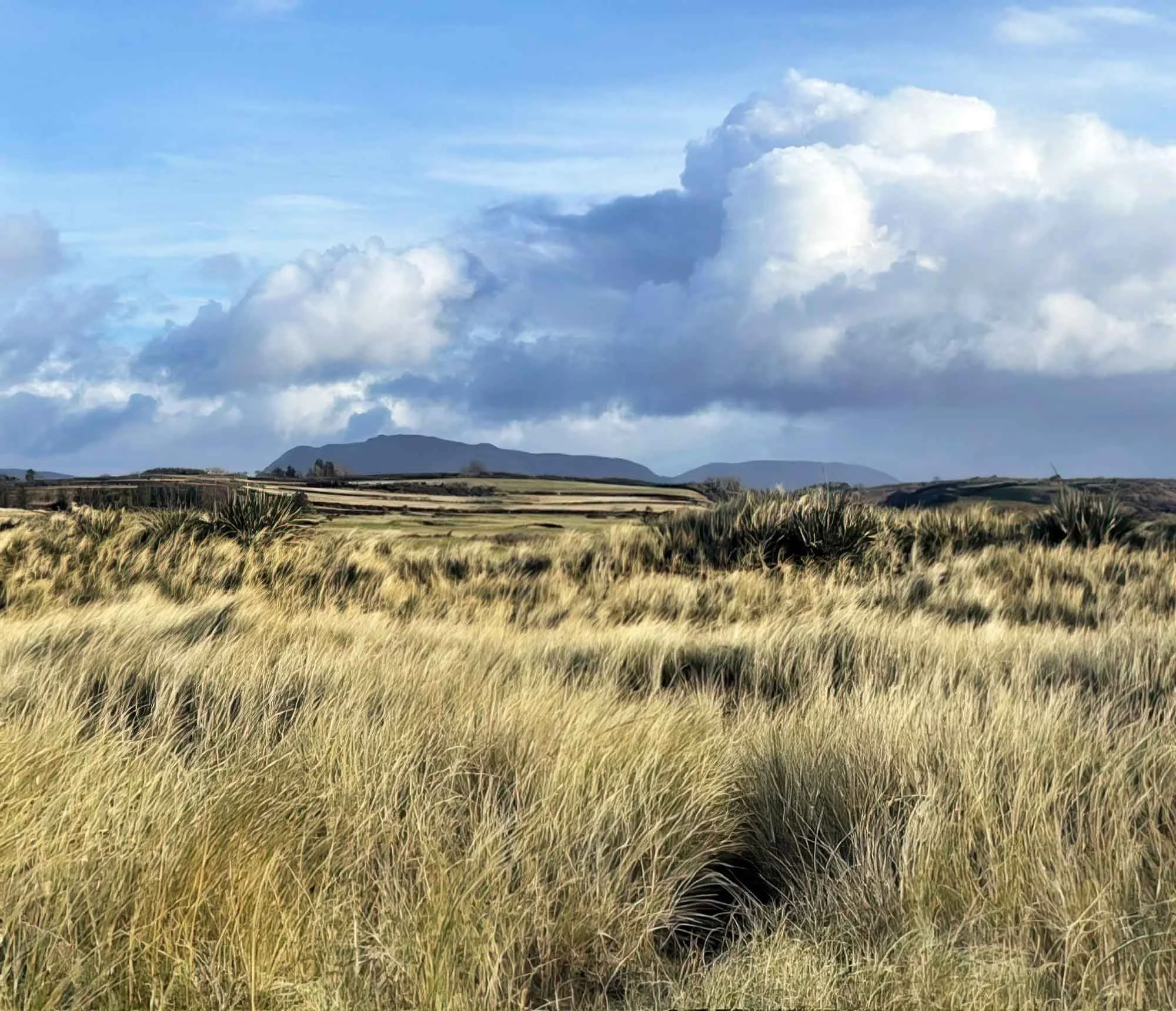 A vast landscape of tall, golden grass under a partly cloudy sky with distant mountains in the background.