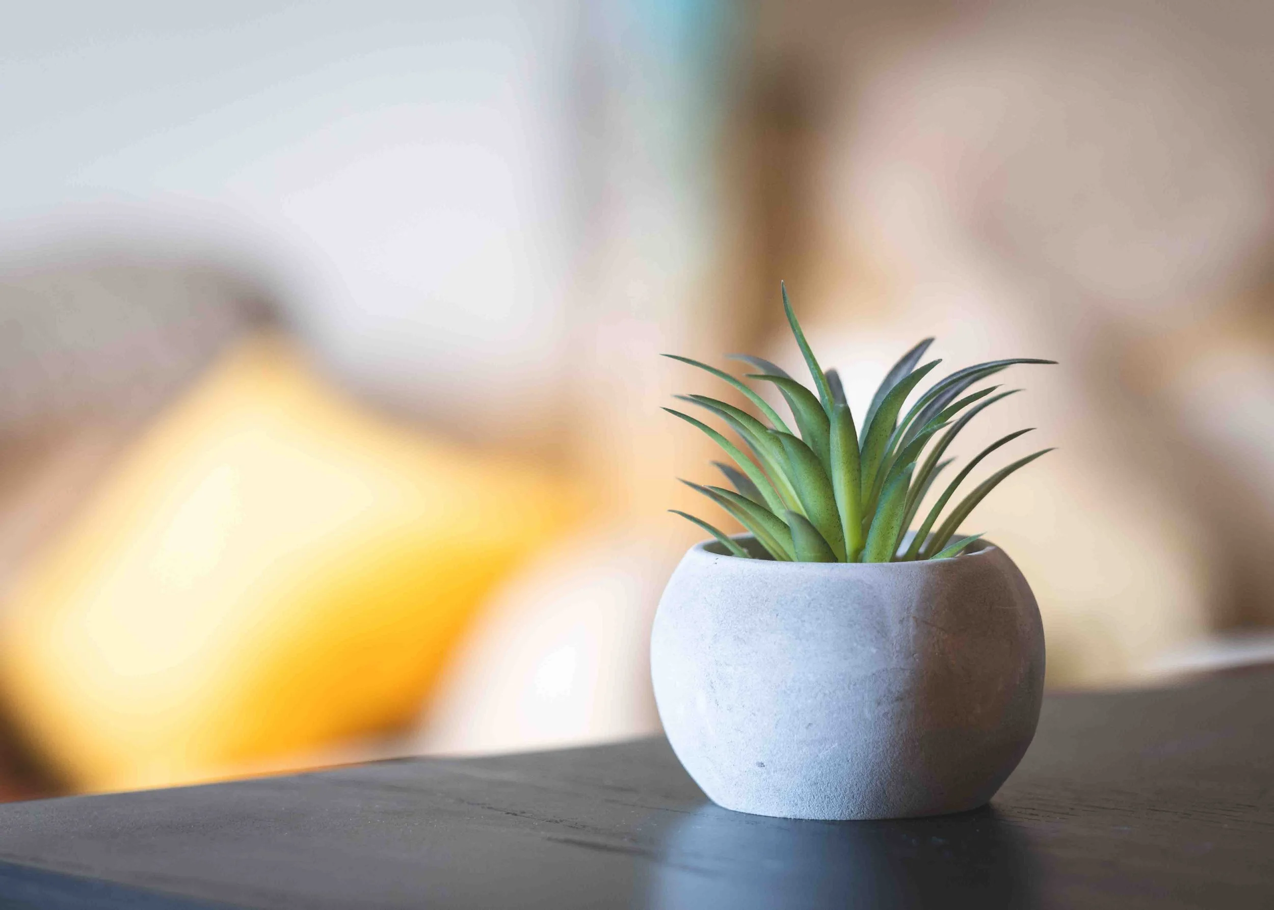A potted succulent plant with green, spiky leaves in a small, round, light gray pot on a dark surface, with a blurred yellow pillow or cushion in the background.