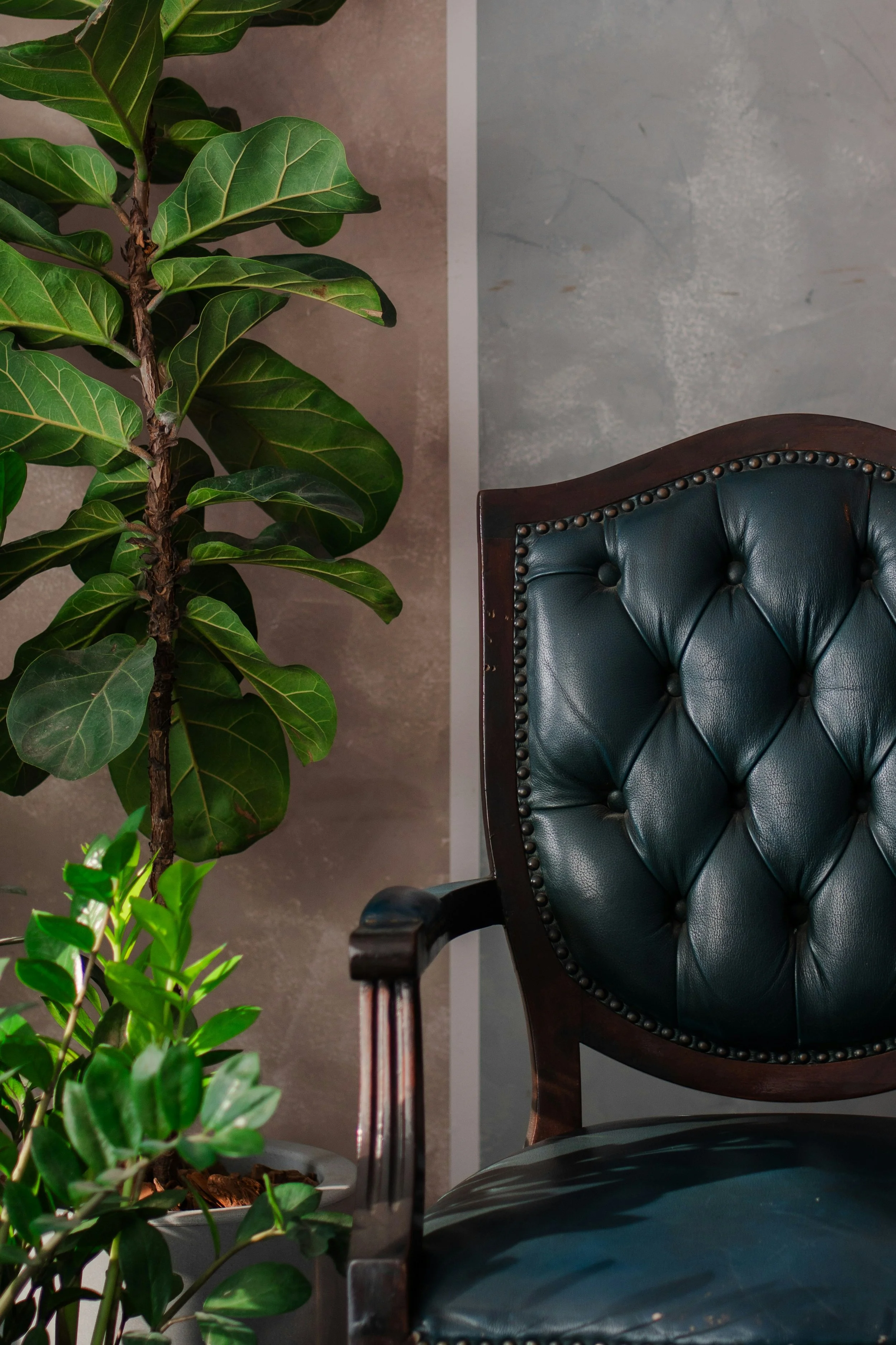 Close-up of a black leather upholstered chair with wooden frame and metallic nailhead trim, situated next to lush green leafy plants against a textured gray and beige wall.