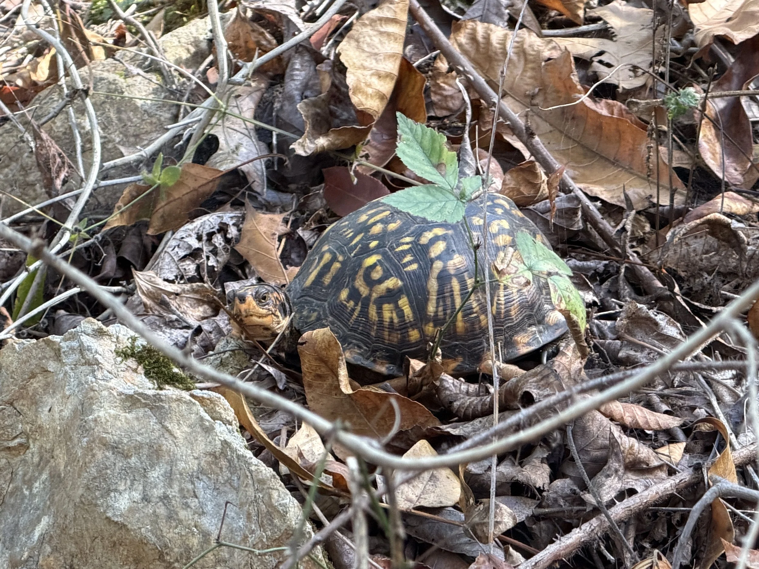 Nature Doesn’t Rush — and Neither Should You