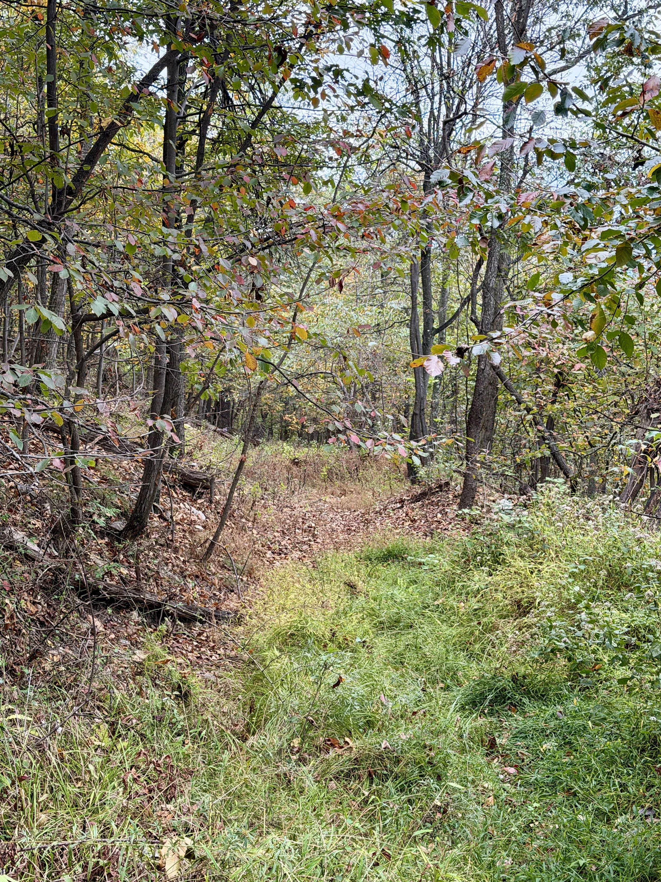 Nature As A Non‑verbal Teacher