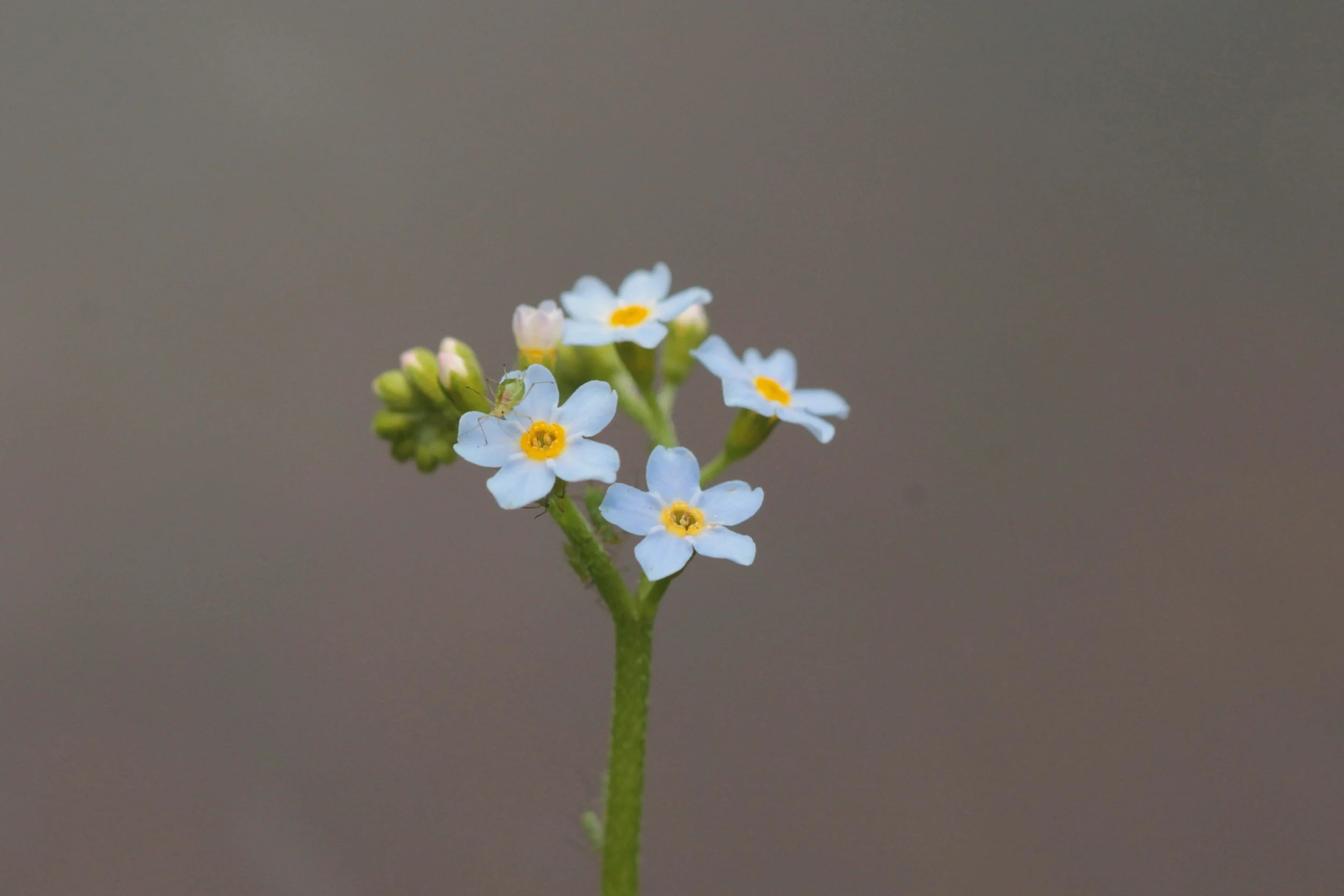 Close-up of small blue flowers with yellow centers and tiny insects on some petals, against a blurred background.