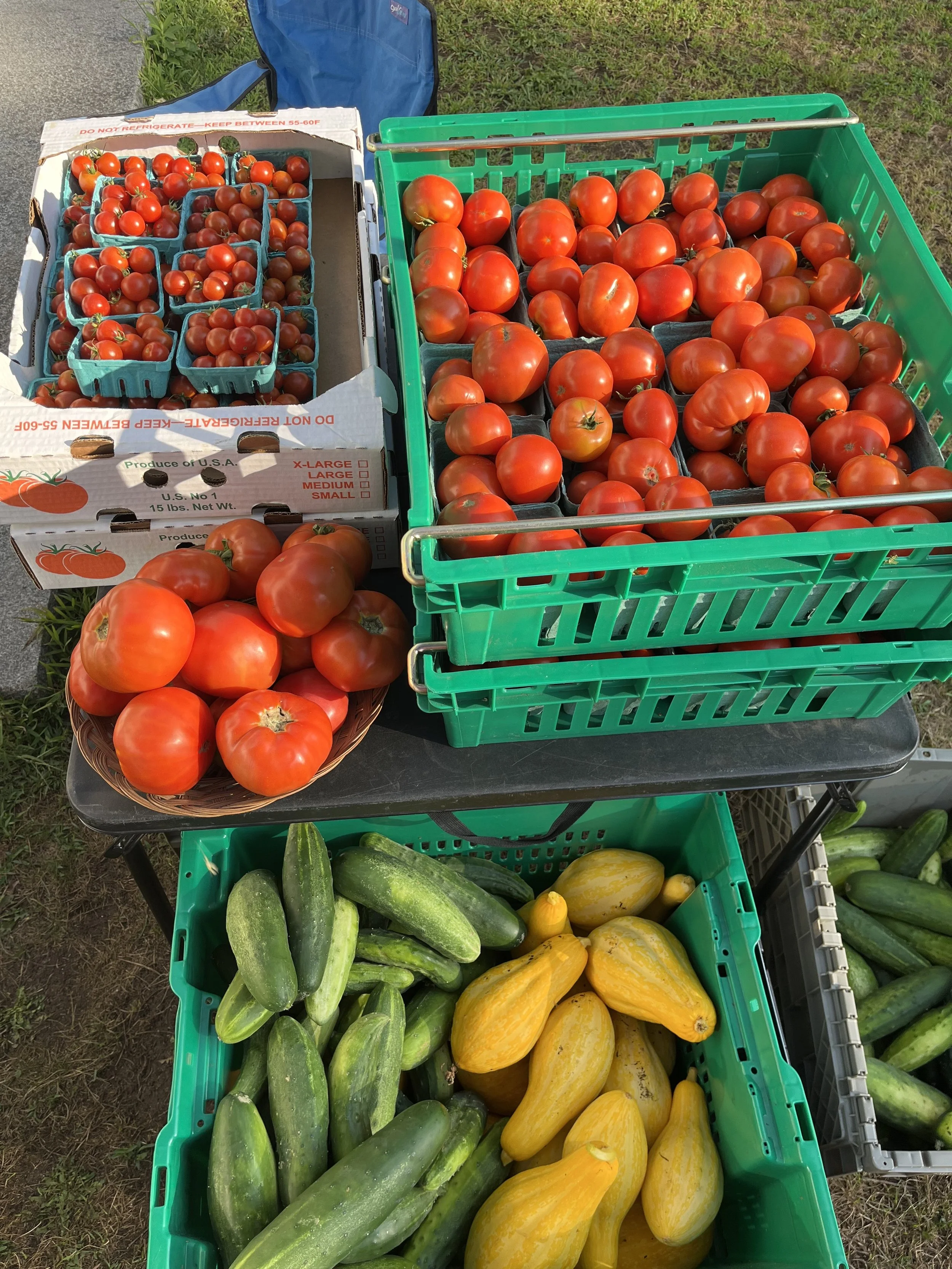 fresh picked organic CSA share vegetables