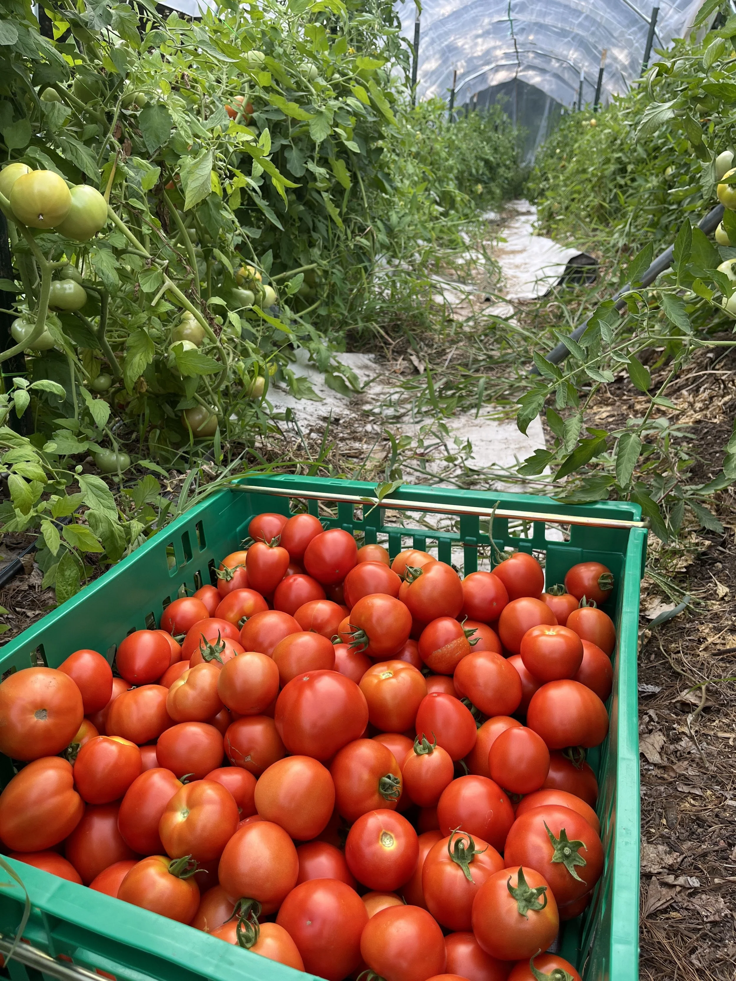 Ripe red tomatoes in a bin