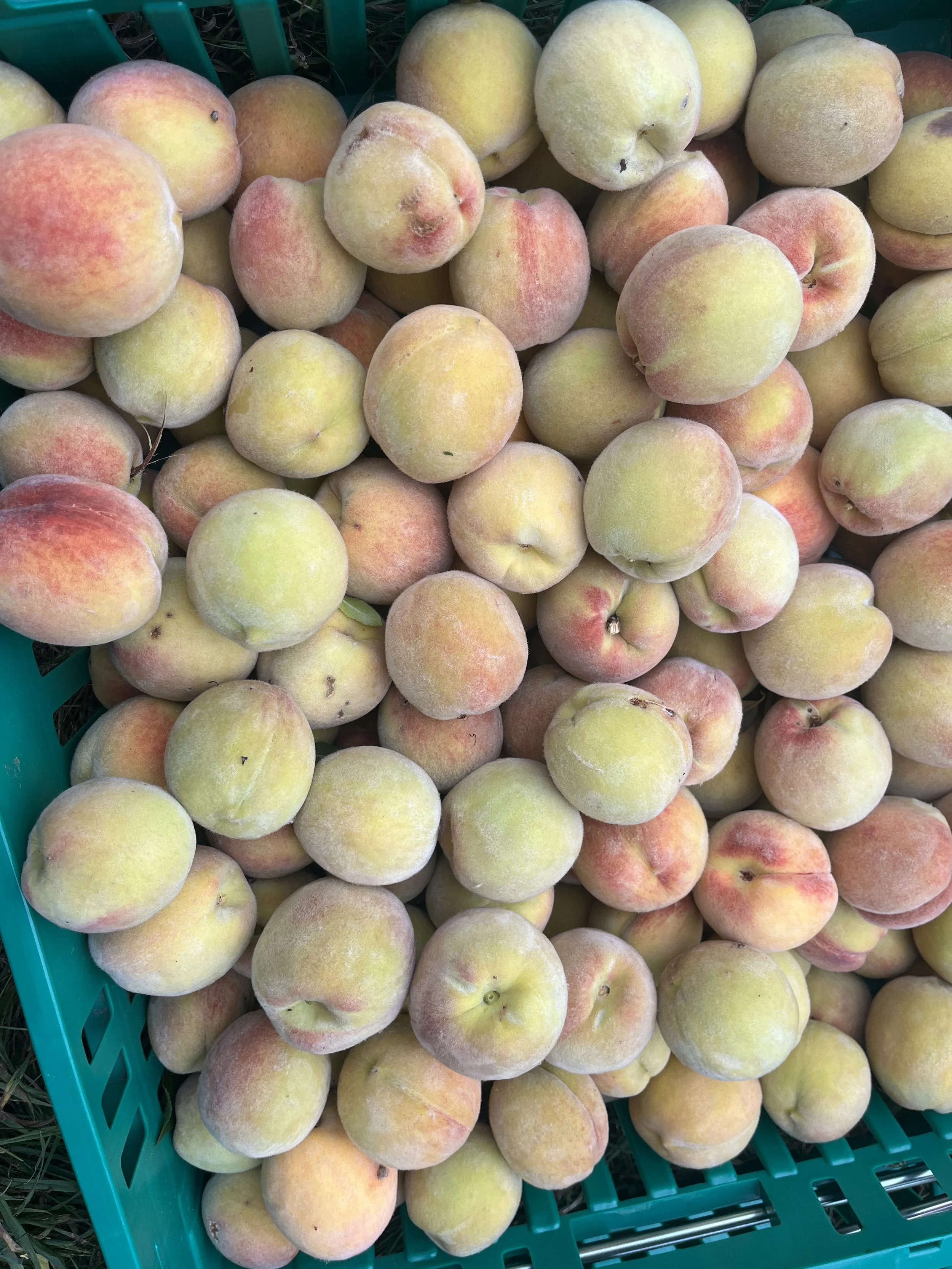 Local peaches for the CSA