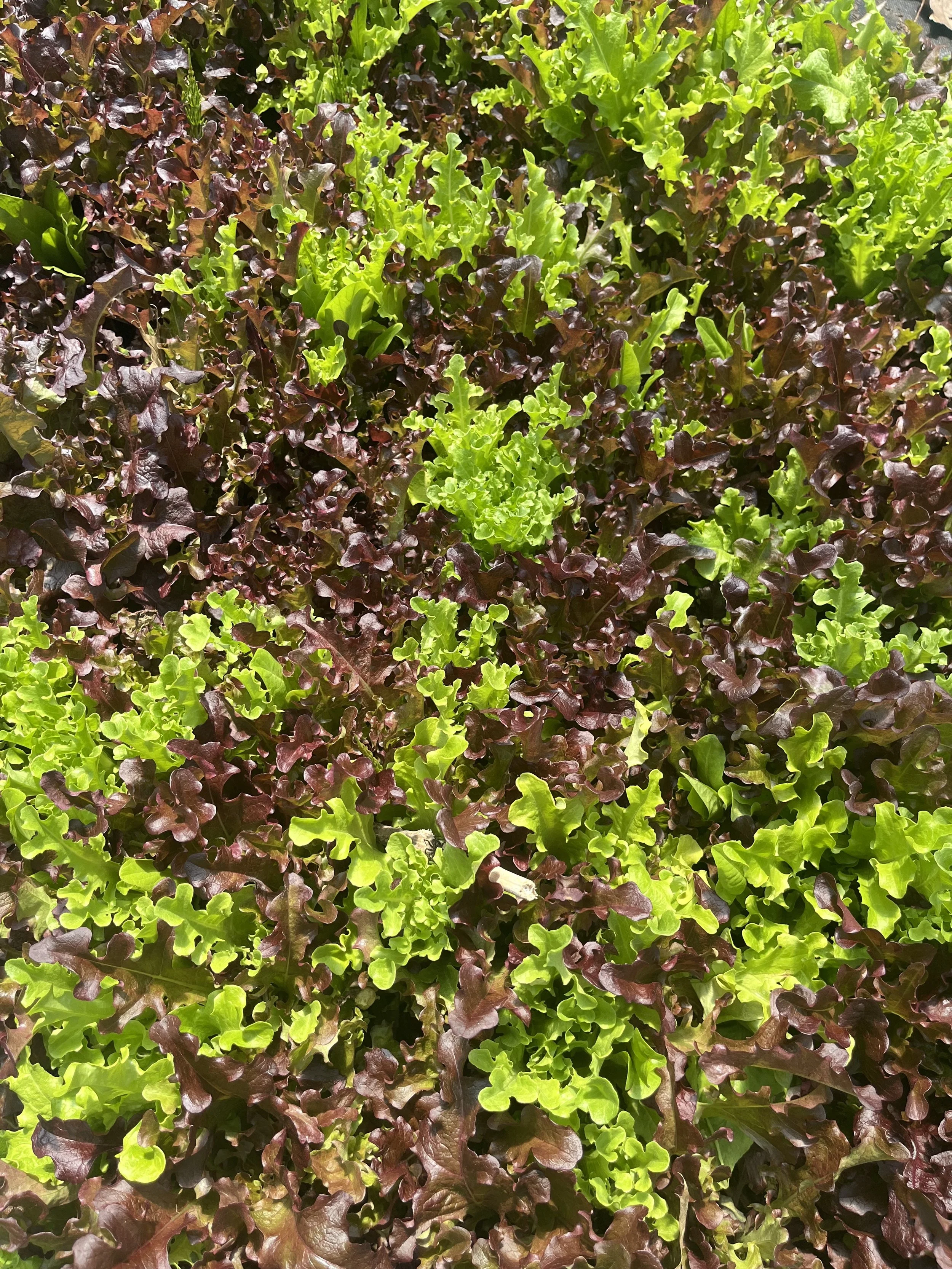 Freshly cut lettuce for the Fair Share Farm CSA