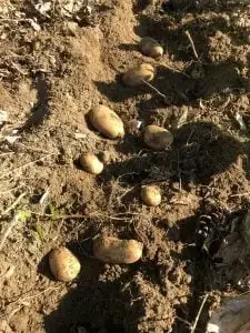 Potatoes in the field at Fair Share Farm Maine