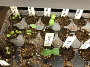 Seedlings at Fair Share Farm Maine