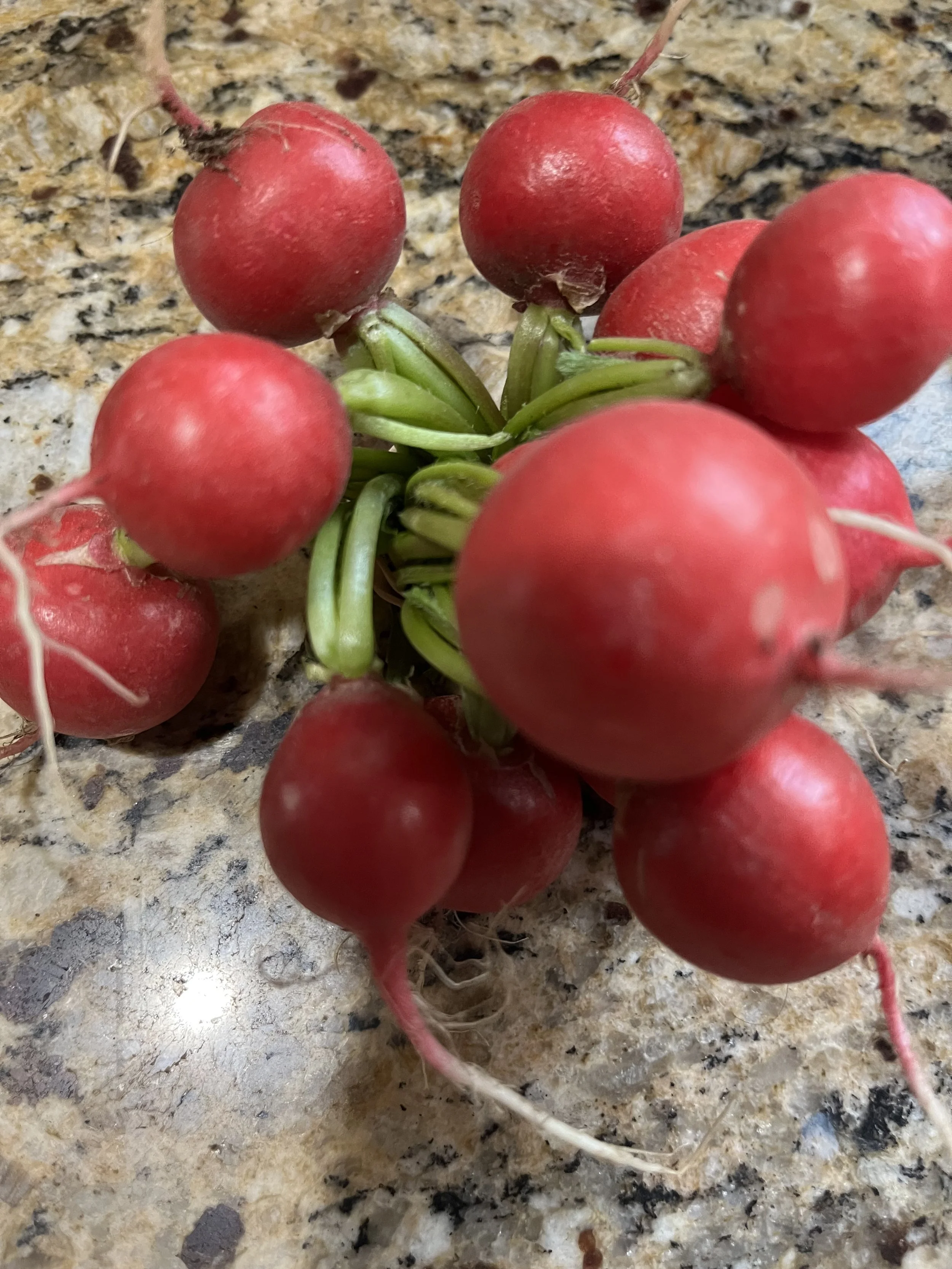 radishes from Fair Share Farm CSA