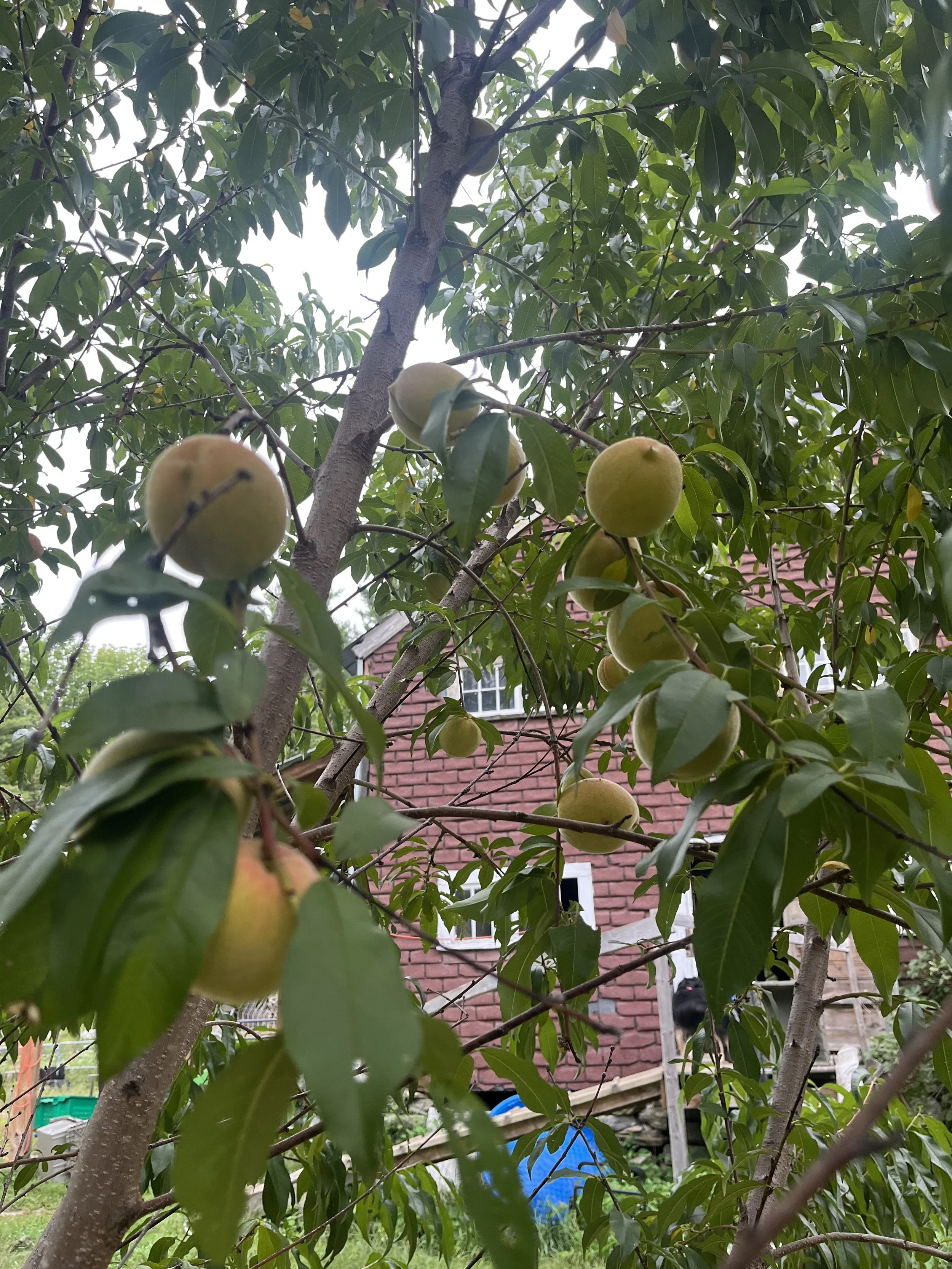 Peaches on a tree