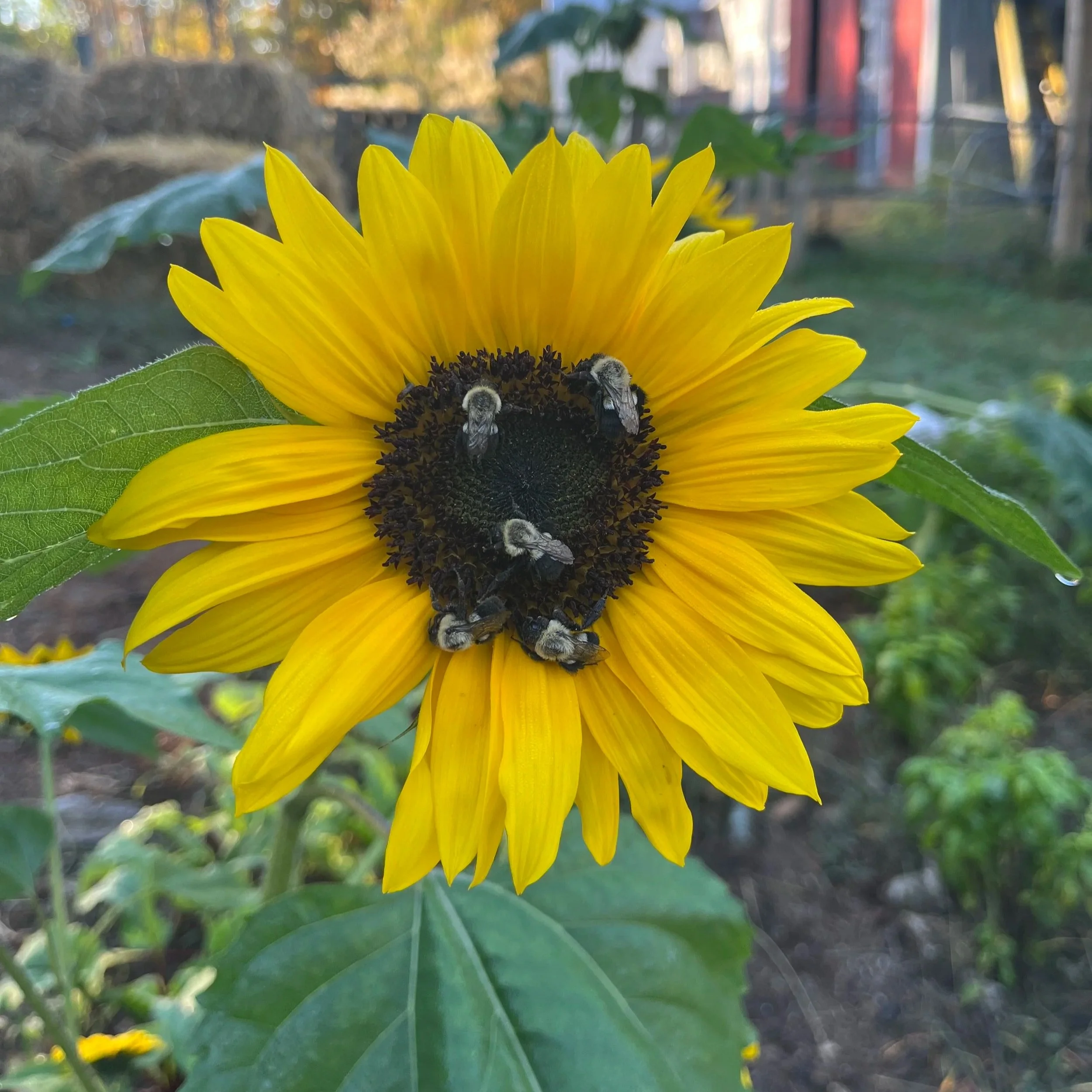 Sunflower with honeybees on it at Fair Share Farm Maine