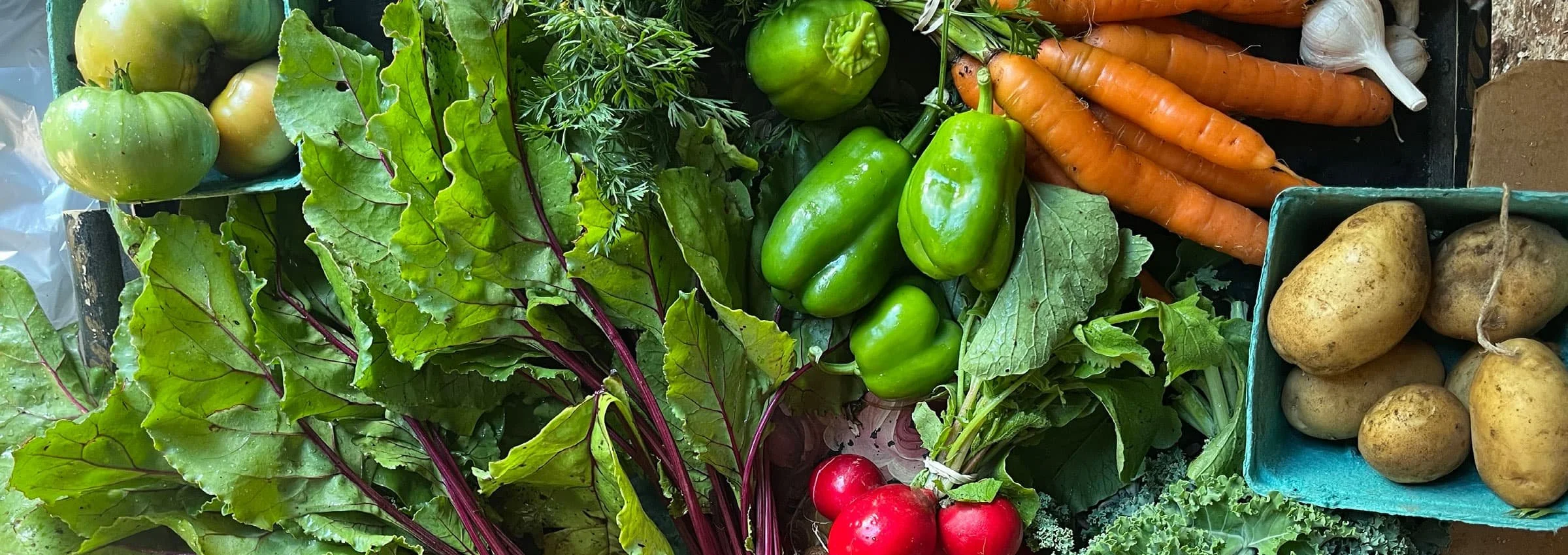 Fresh organic vegetables from the Fair Share Farm Maine CSA