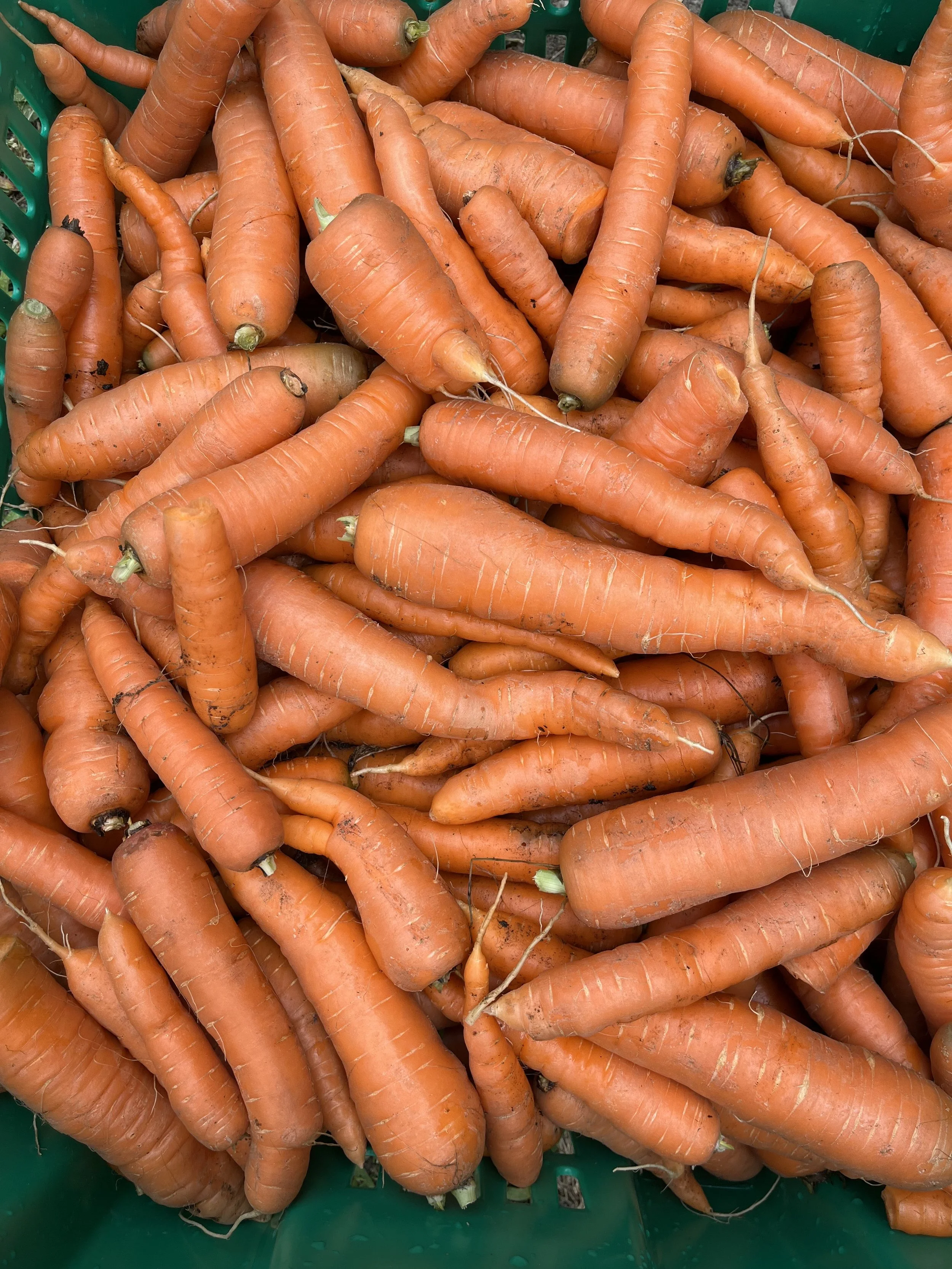 Orange carrots in a pile