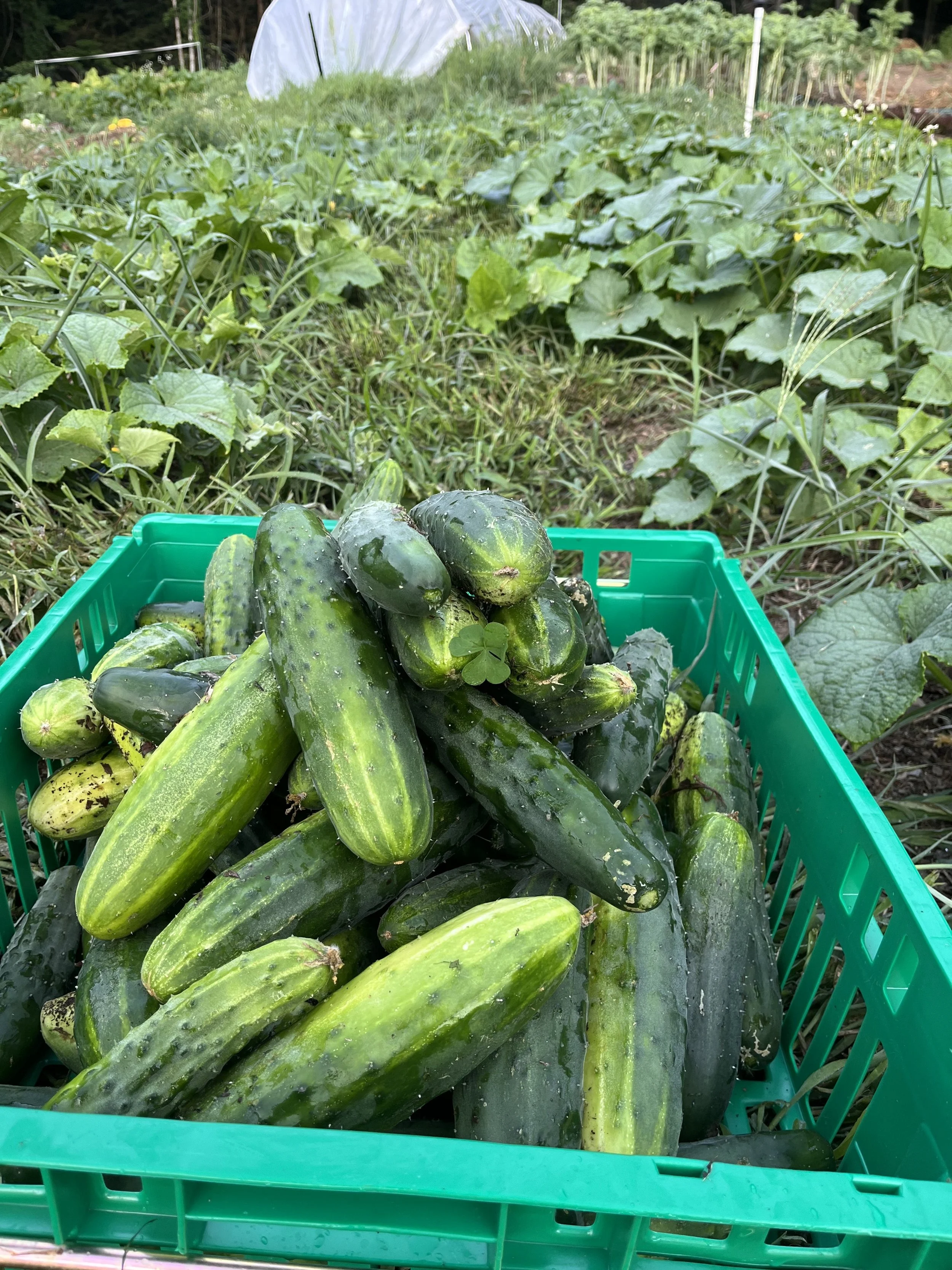 Fair Share Farm Gift Cards