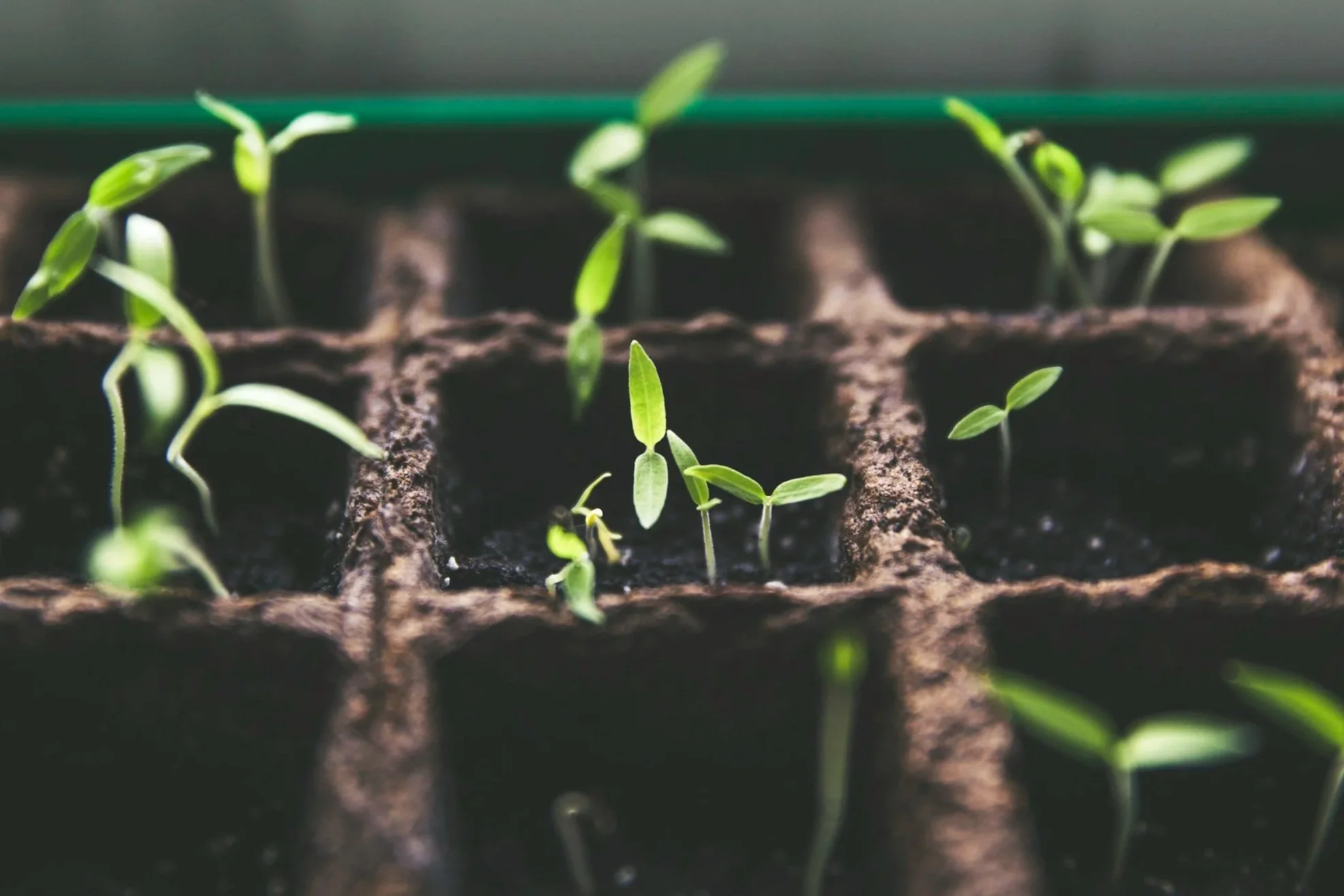 Joining a CSA is a Vote for Maine’s Future