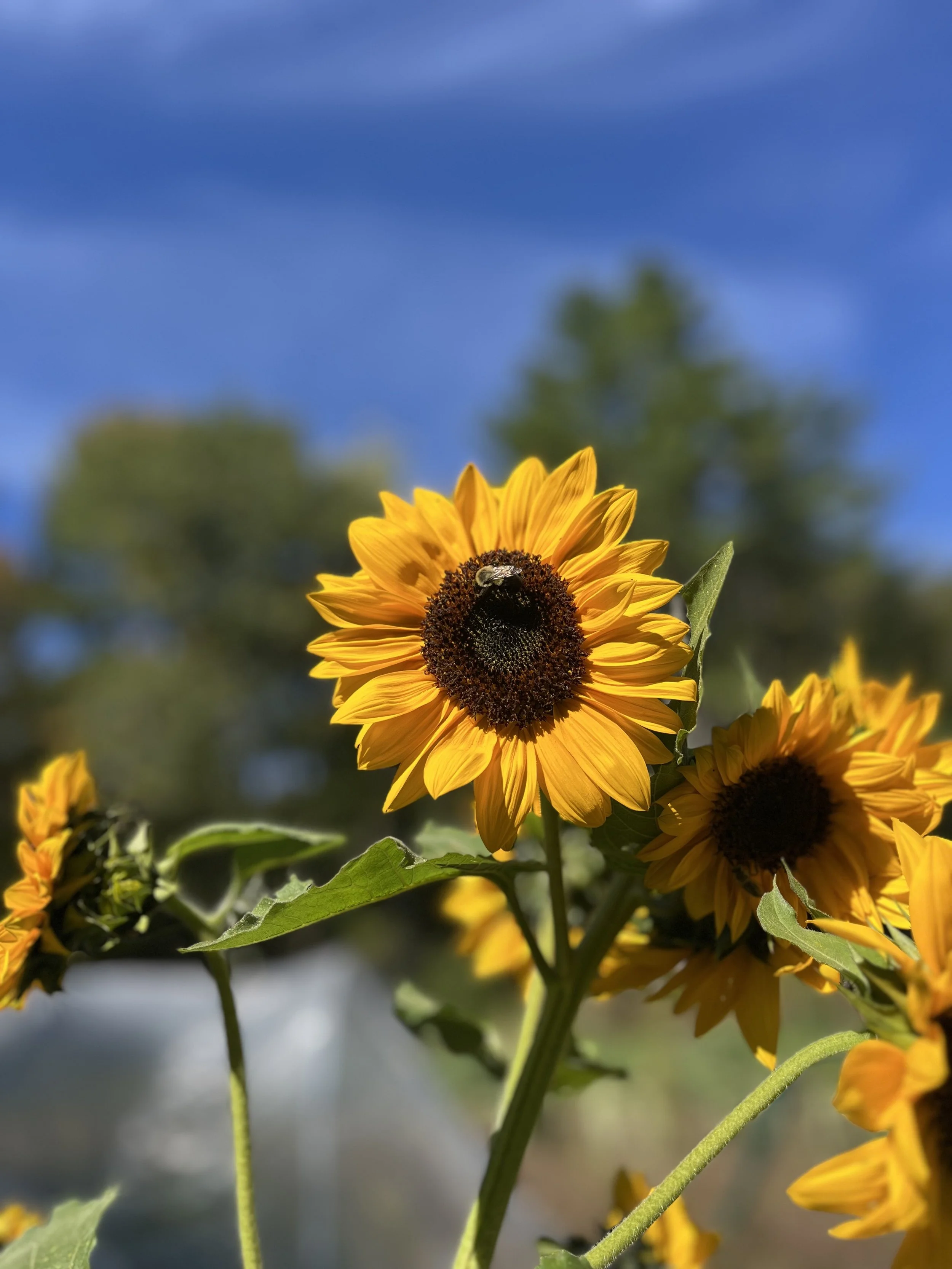 Sunflowers with a bee at Fair Share Farm
