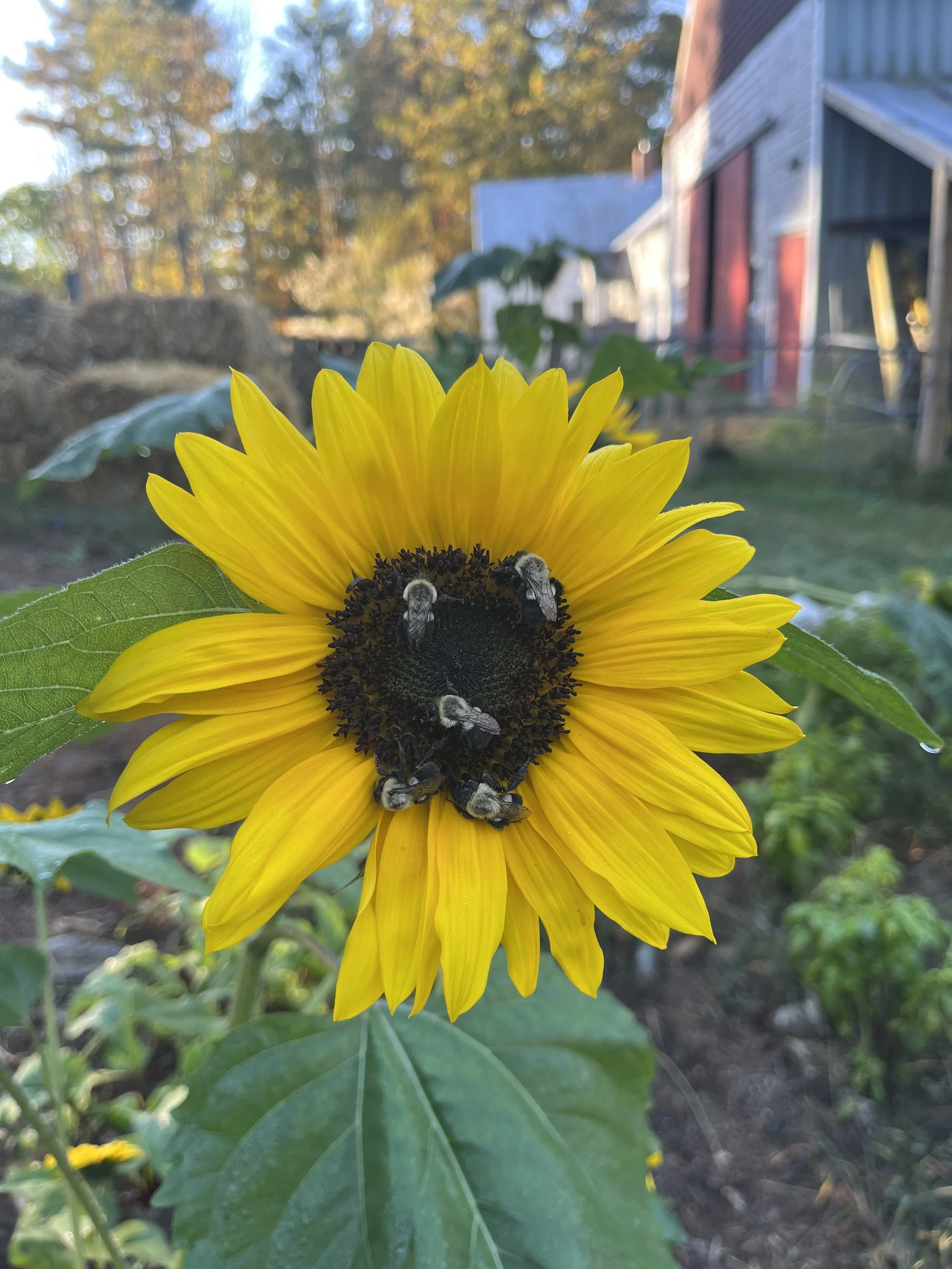 The Solidarity Share