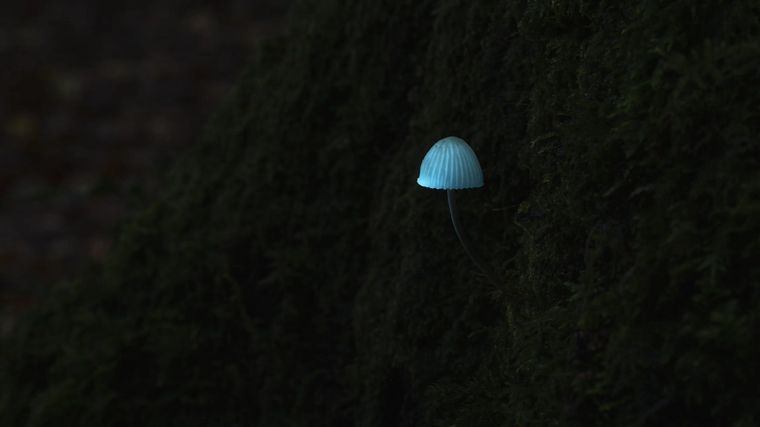 A small glowing blue mushroom growing on dark mossy surface in a dim environment.