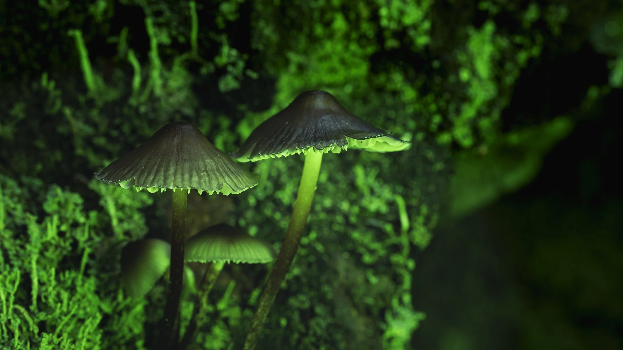 Glowing mushrooms in a dark forest with green luminescence on the caps and stems, growing on mossy surface.