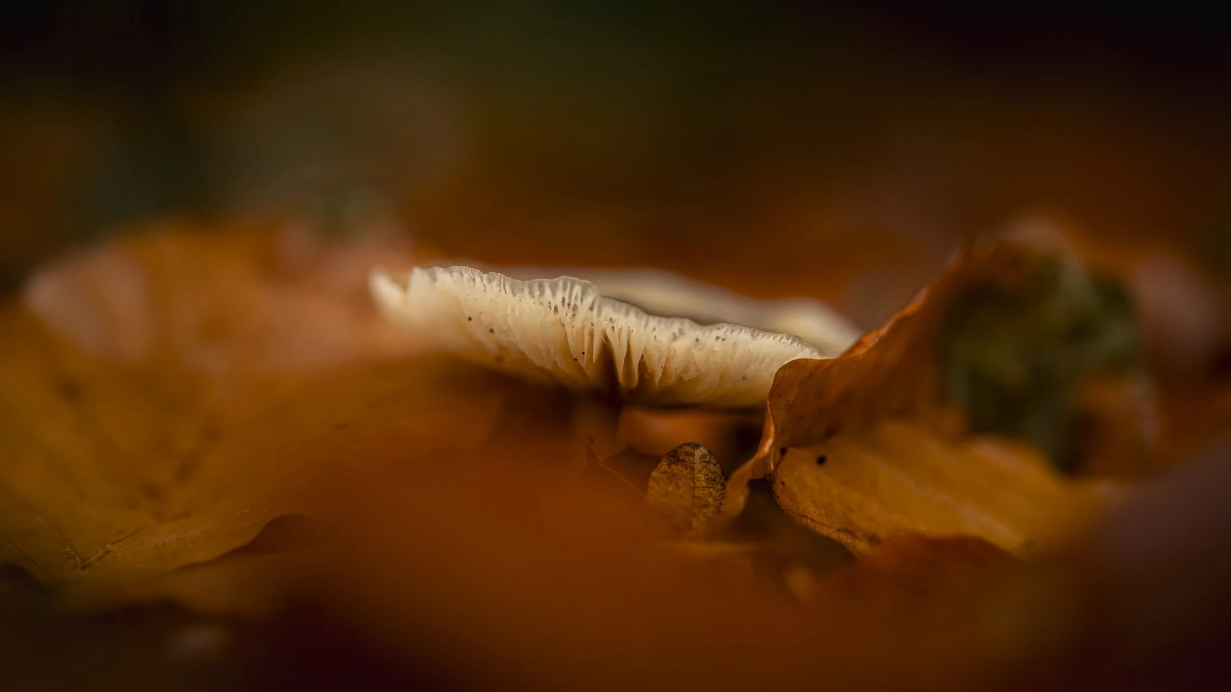 Close-up of a small mushroom growing amidst fallen brown leaves on the forest floor.