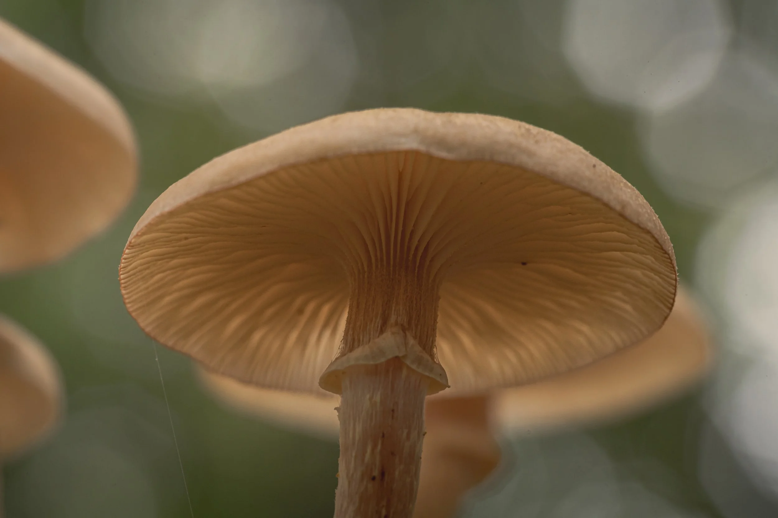 Close-up view of the underside of a brown mushroom, showing gills and stem, with blurred mushrooms and greenery in the background.