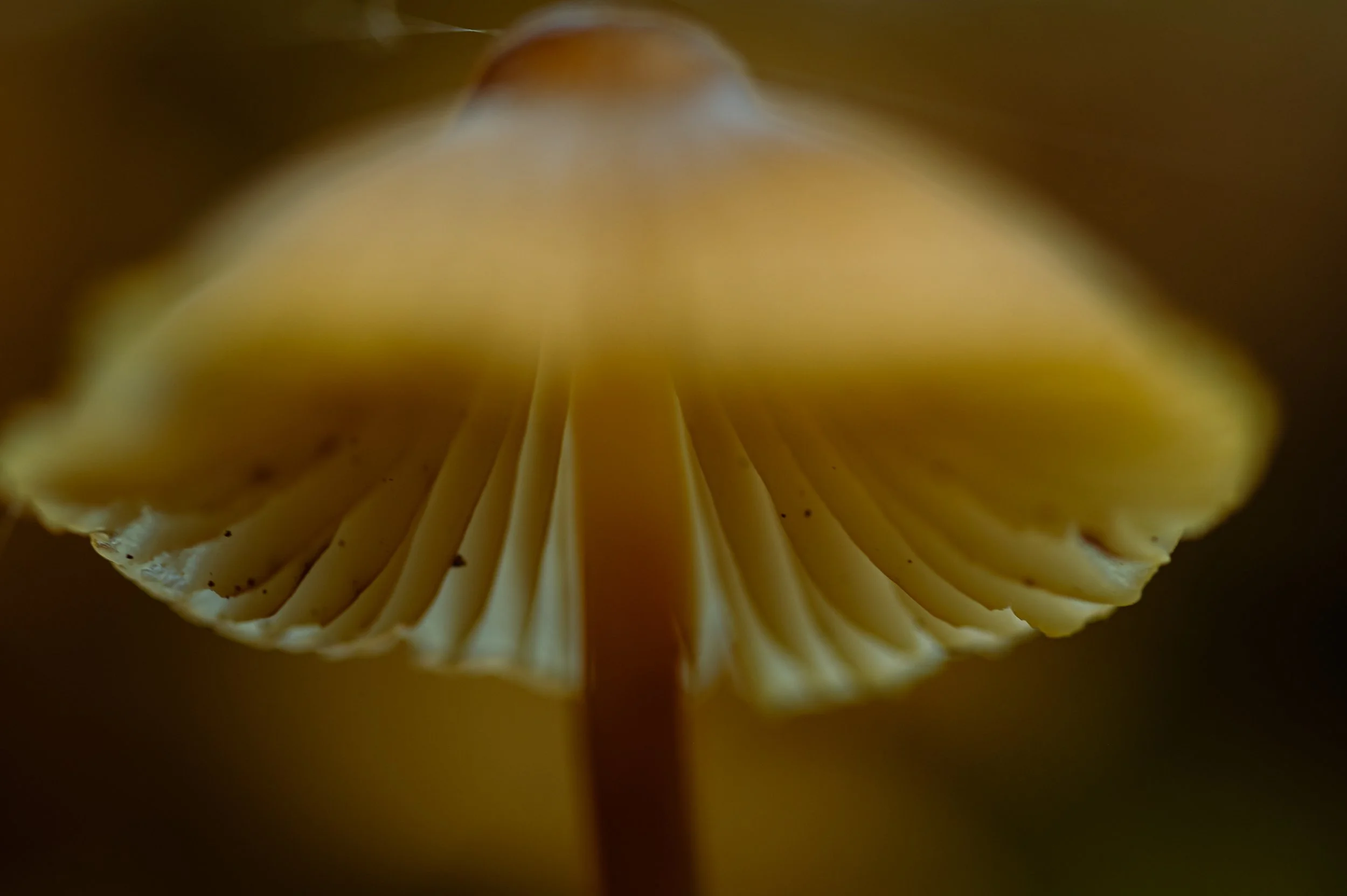 Close-up view from beneath a yellow mushroom showing the gills and stem.