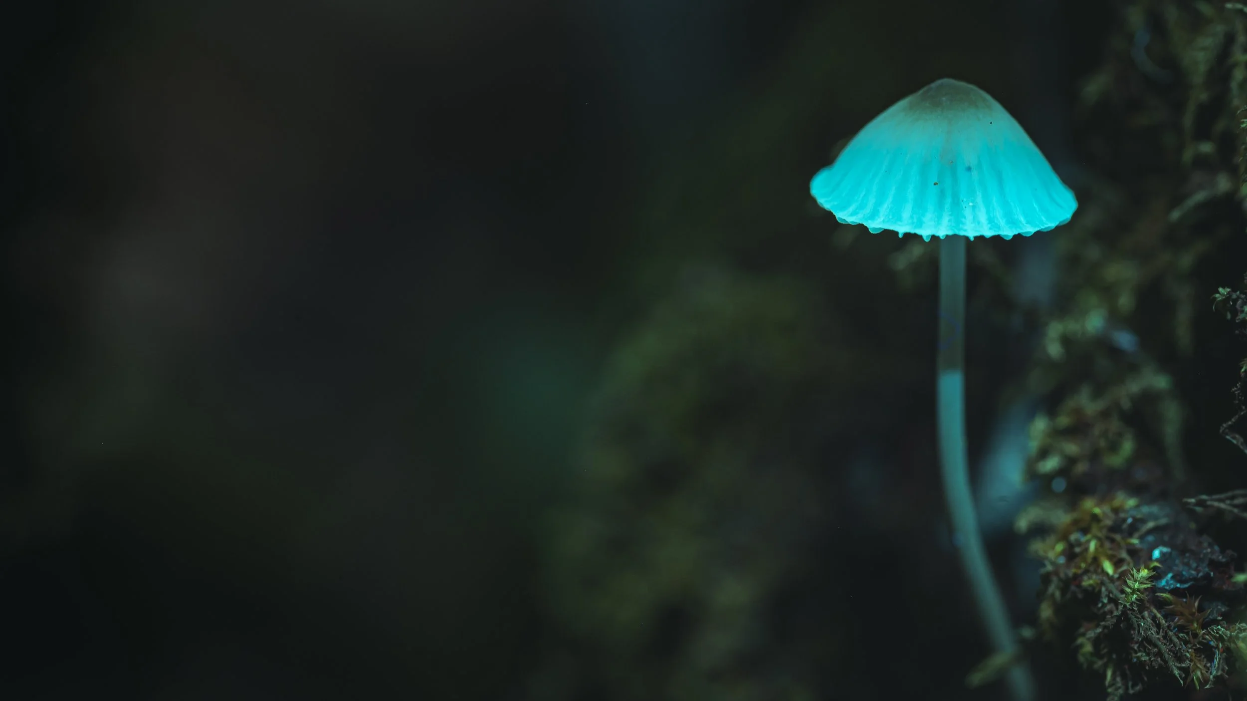 A glowing blue mushroom in a dark forest, illuminated from below.