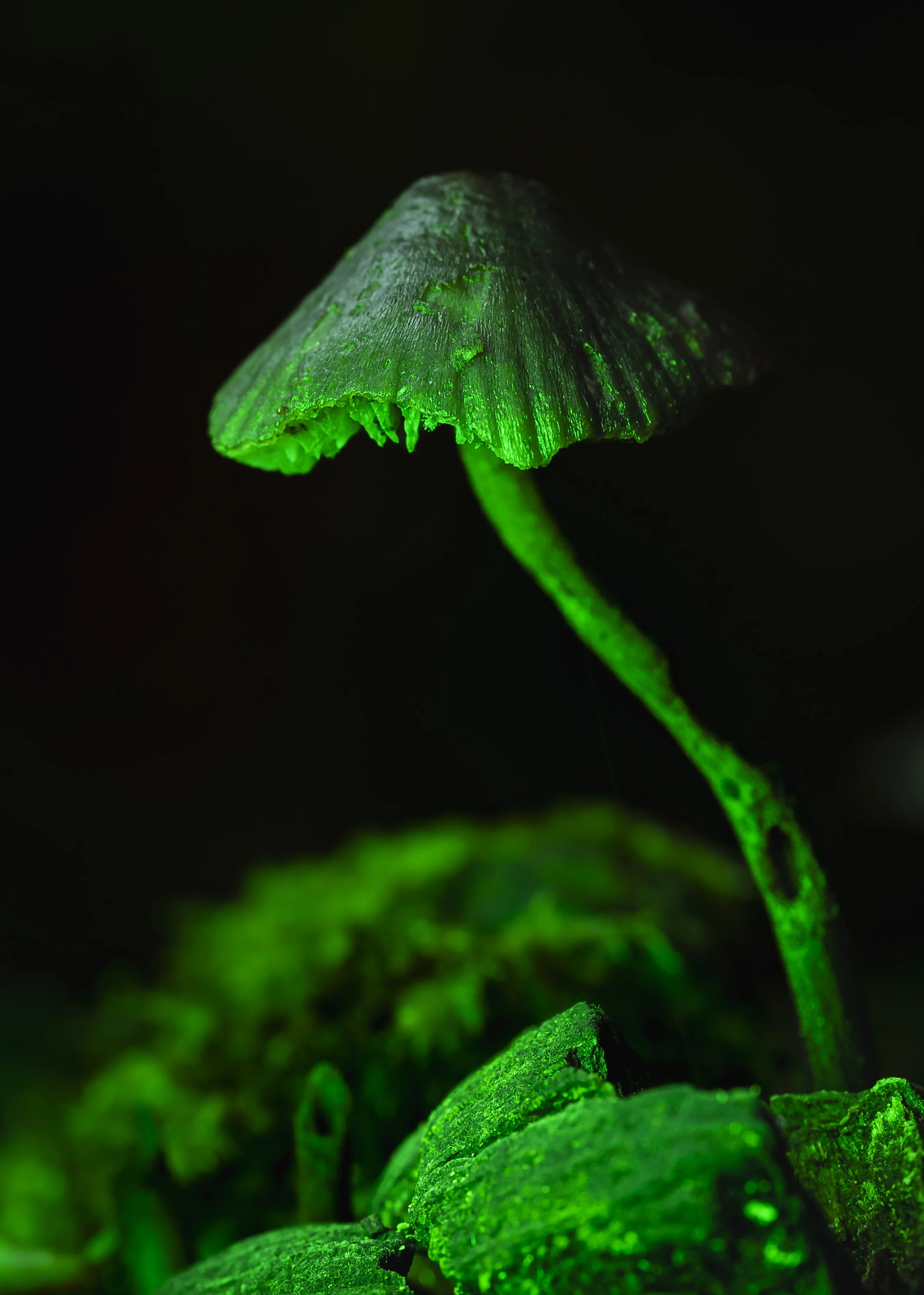 Close-up of a small mushroom with a glowing green cap and stem, growing among green moss or plants in a dark setting.