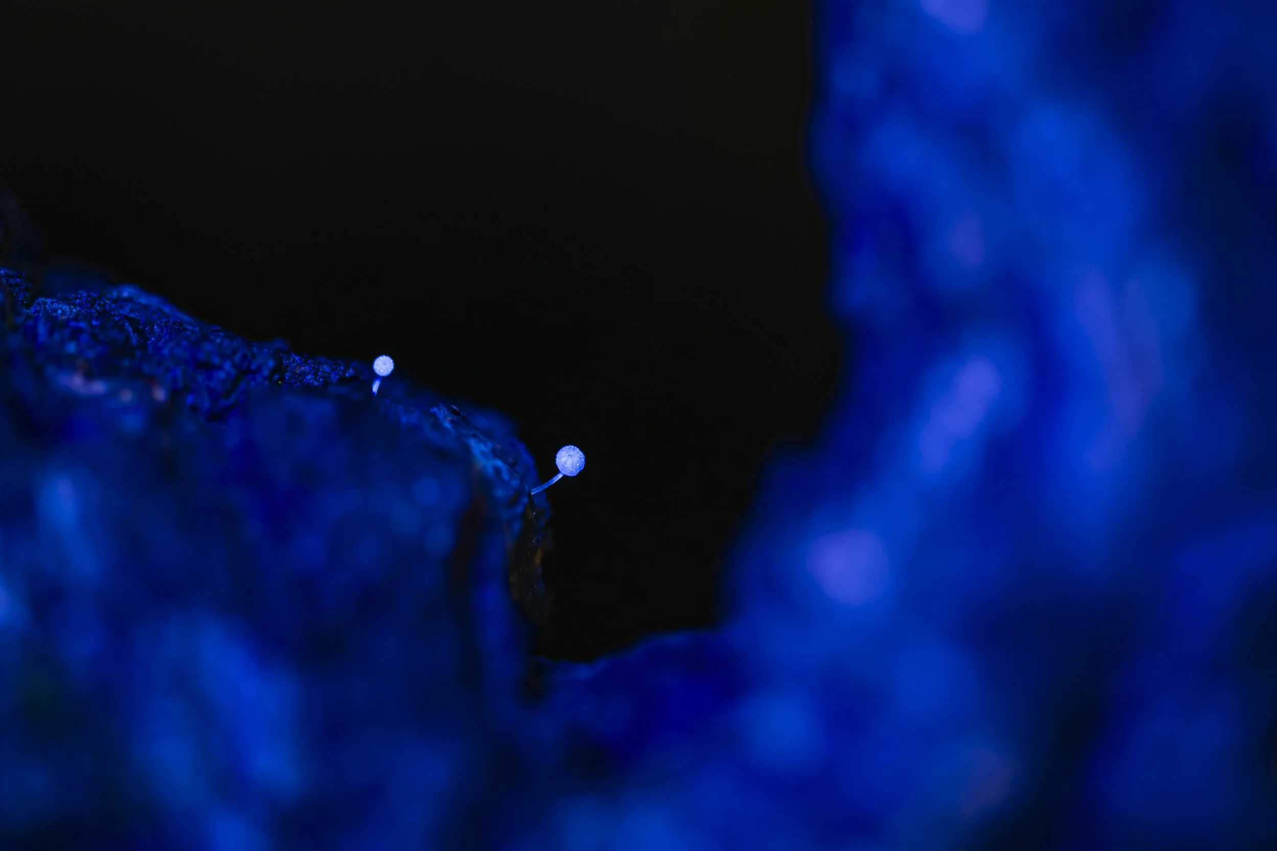 Close-up of luminous blue fungi growing on a dark surface in a low-light environment.