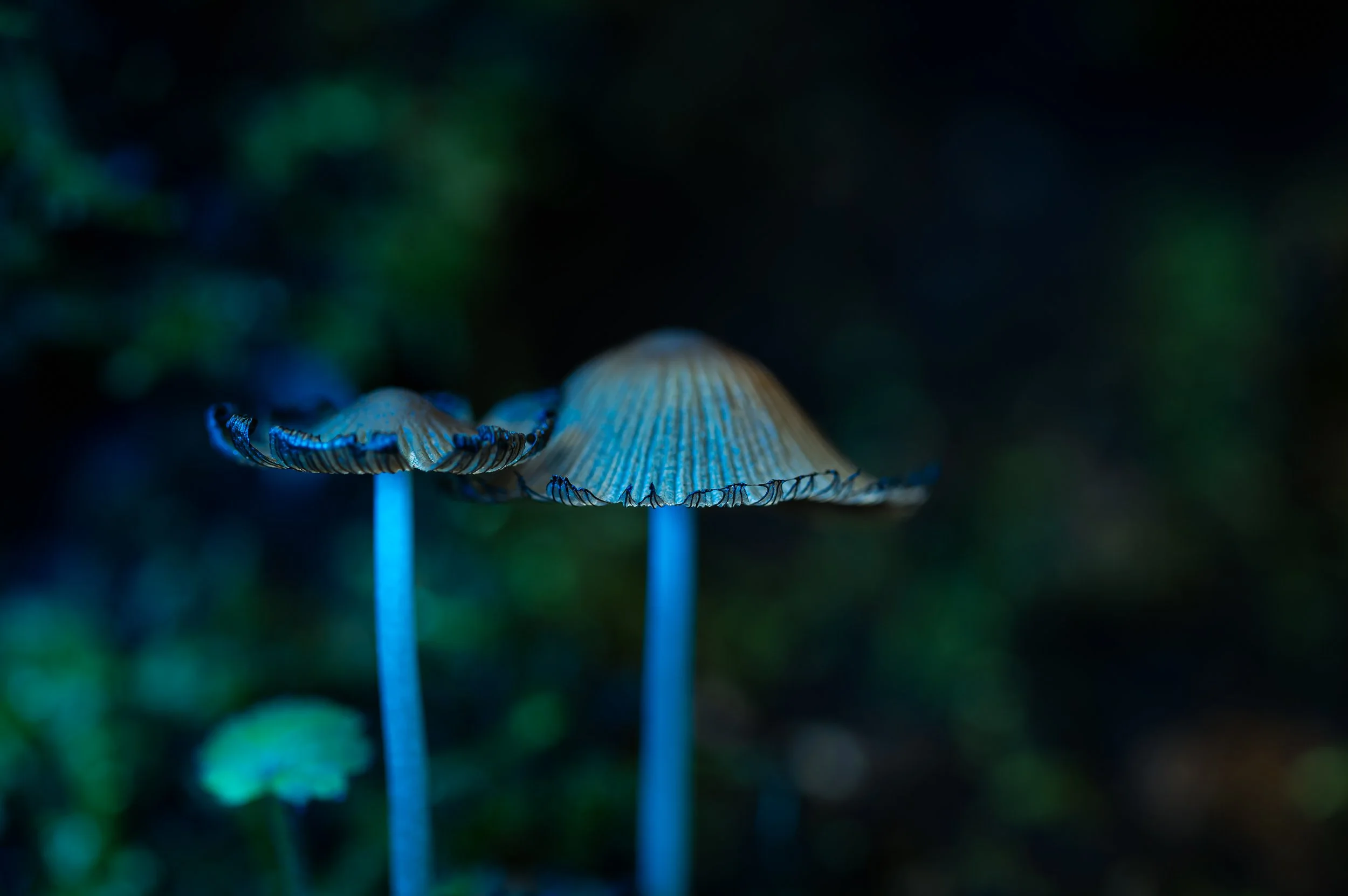 Two blue-tinged mushrooms growing on a dark forest floor with blurred green and dark background.