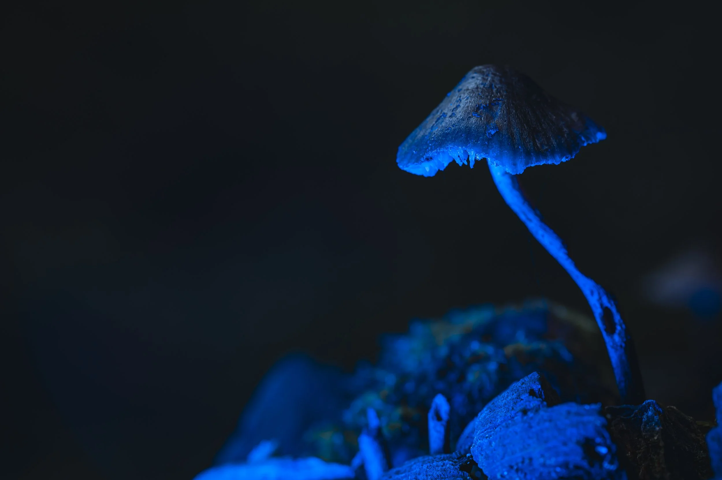 Bioluminescent mushroom emitting blue glow in a dark environment.