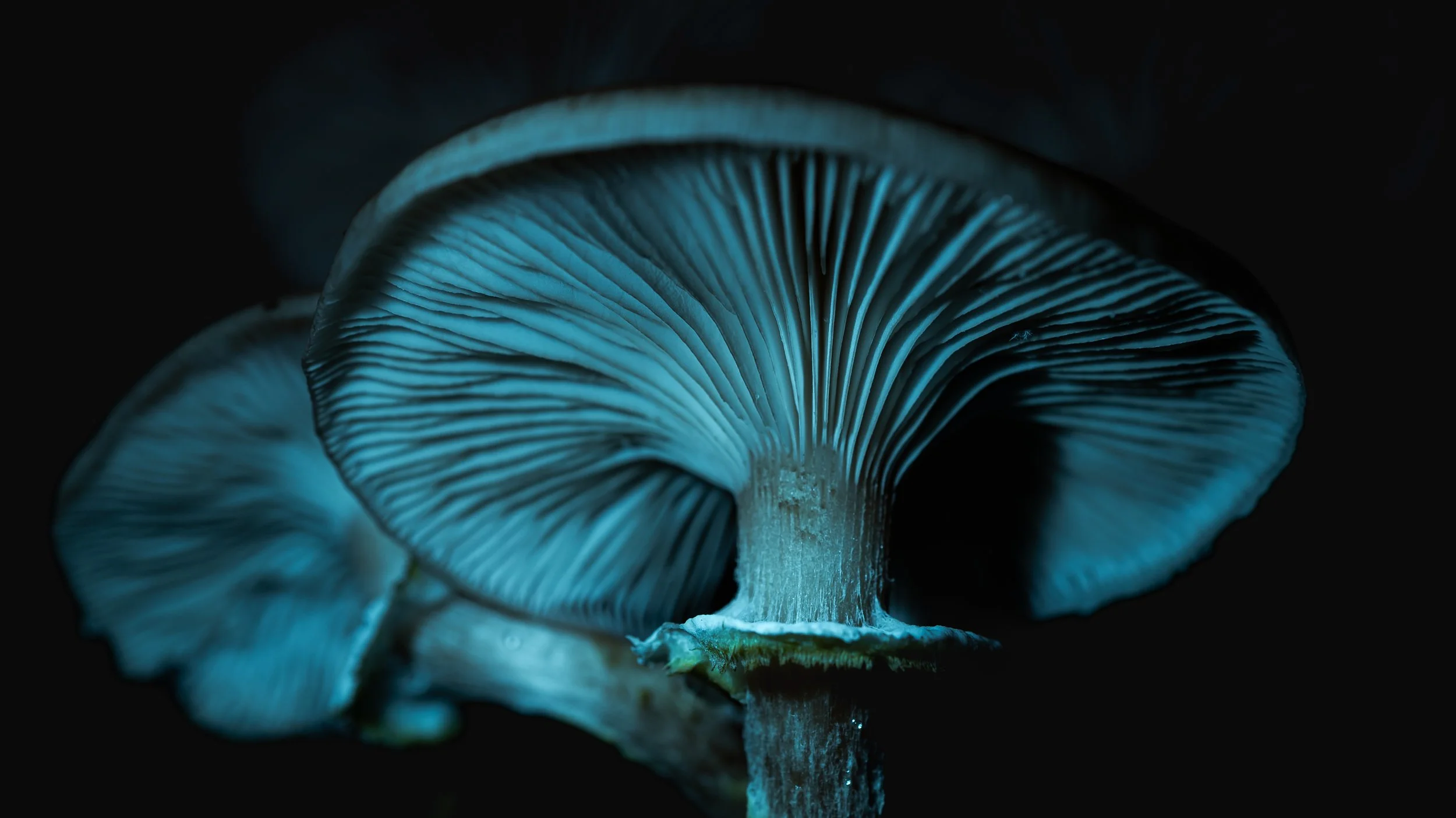 Close-up of a glowing mushroom gills in blue light on a dark background.