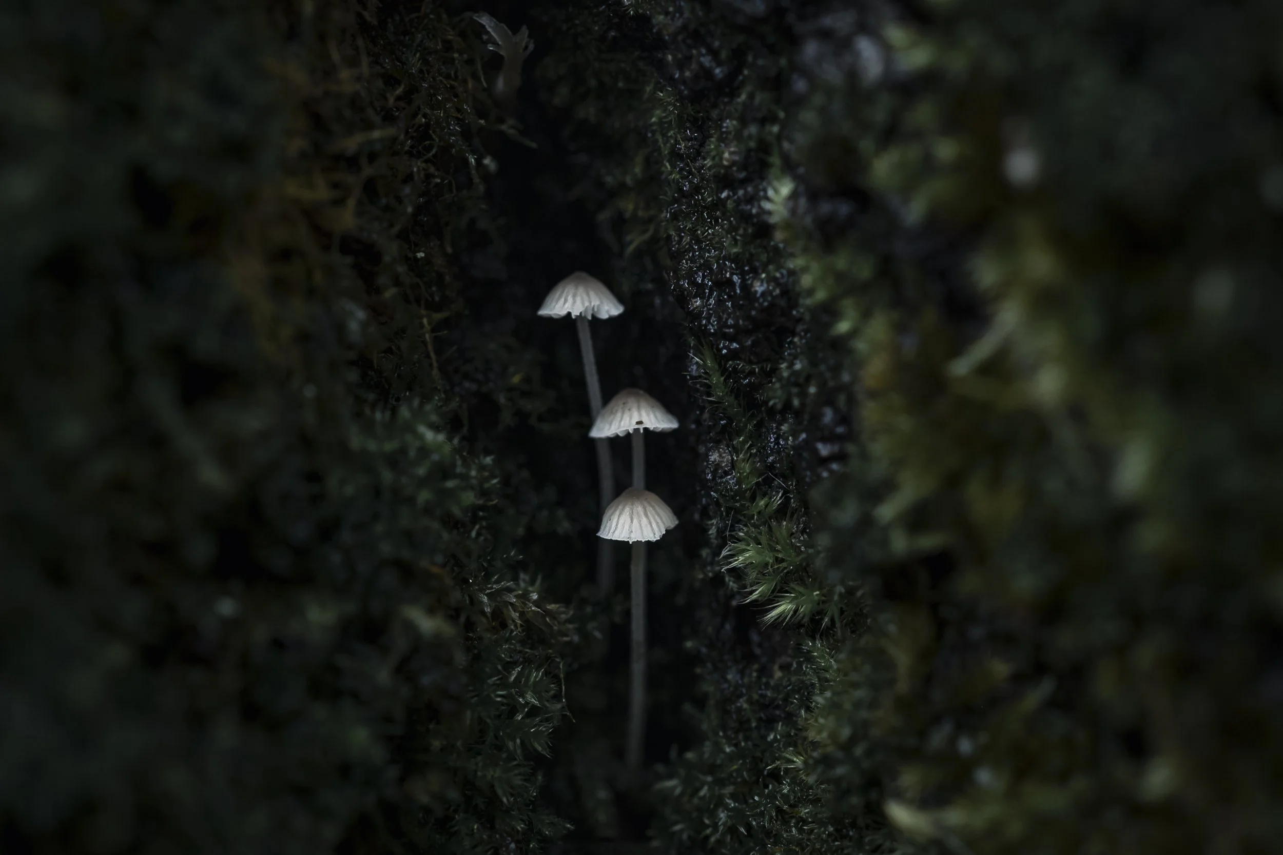 Three small white mushrooms growing close together on dark, mossy ground.