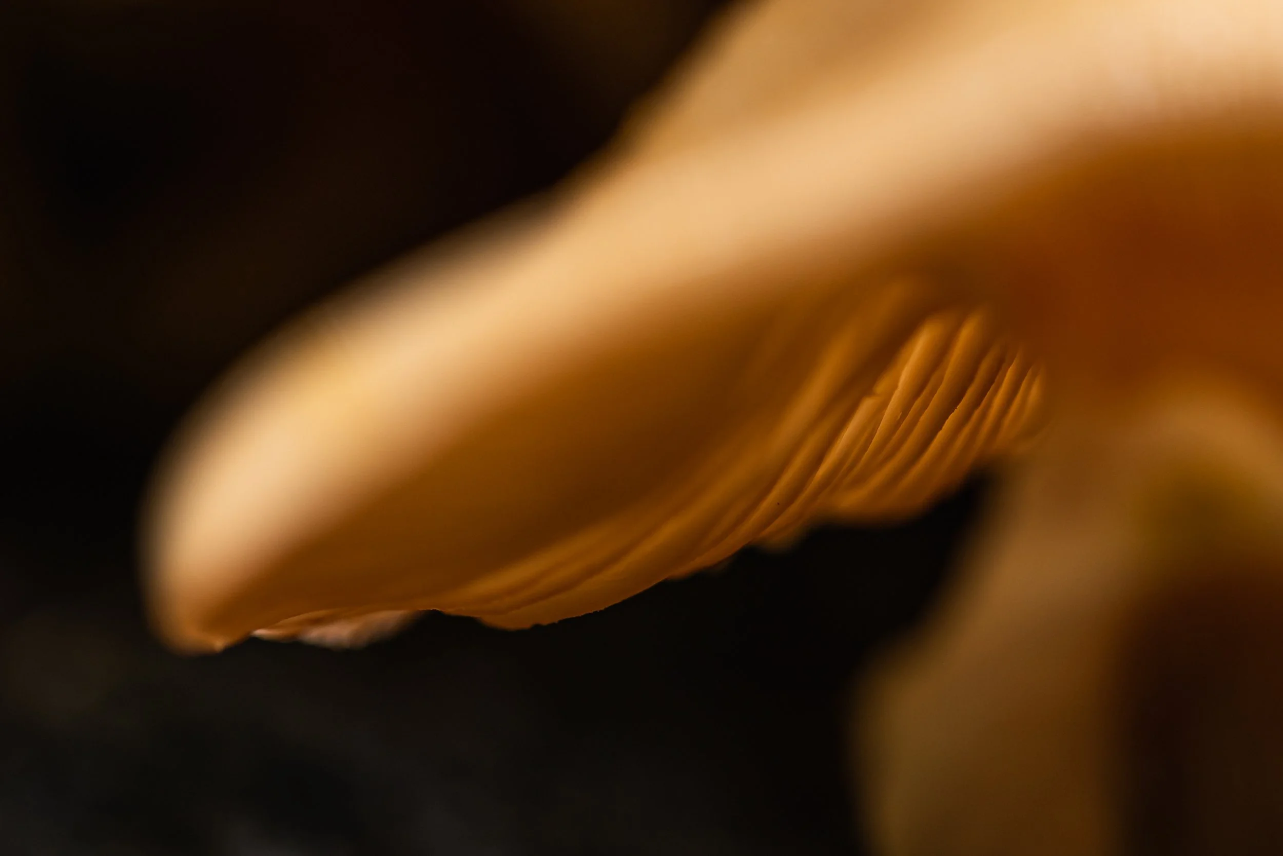 Close-up of the gills and part of the cap of a mushroom with a dark background.