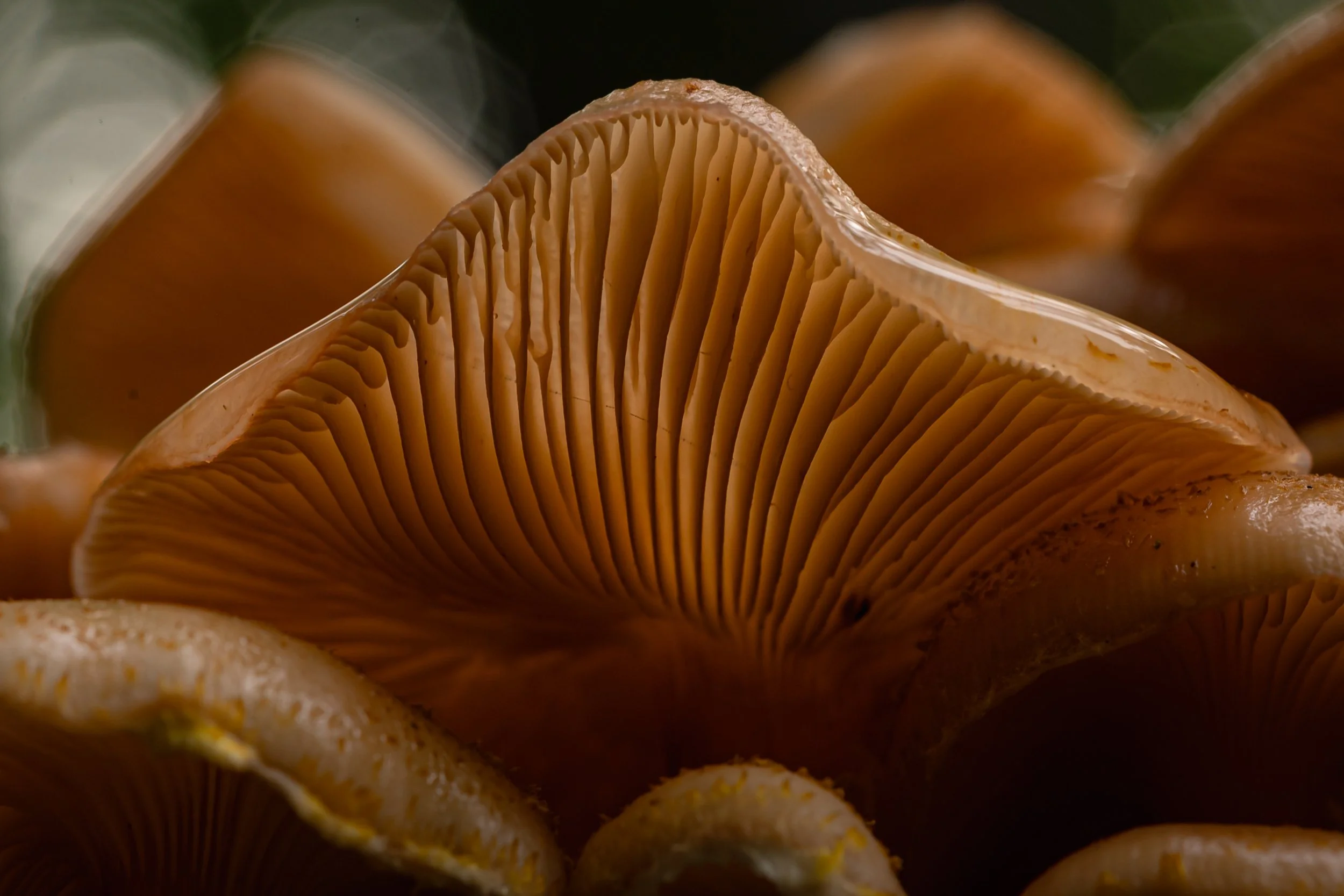 Close-up of mushrooms showing gills underneath caps.