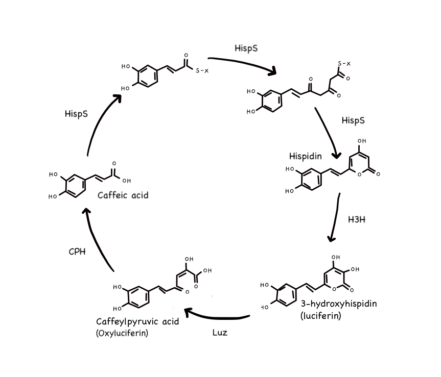 Diagram of a biochemical pathway showing the conversion of caffeic acid to 3-hydroxyluciferin, with various intermediates including Hisps, HispS, Hispidin, and Caffeiypyruvic acid, in a circular flow.