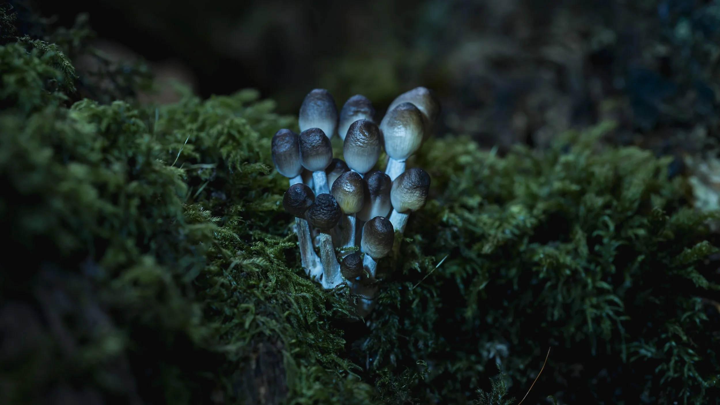 Cluster of small, dark mushrooms growing on a bed of green moss in a forest environment.