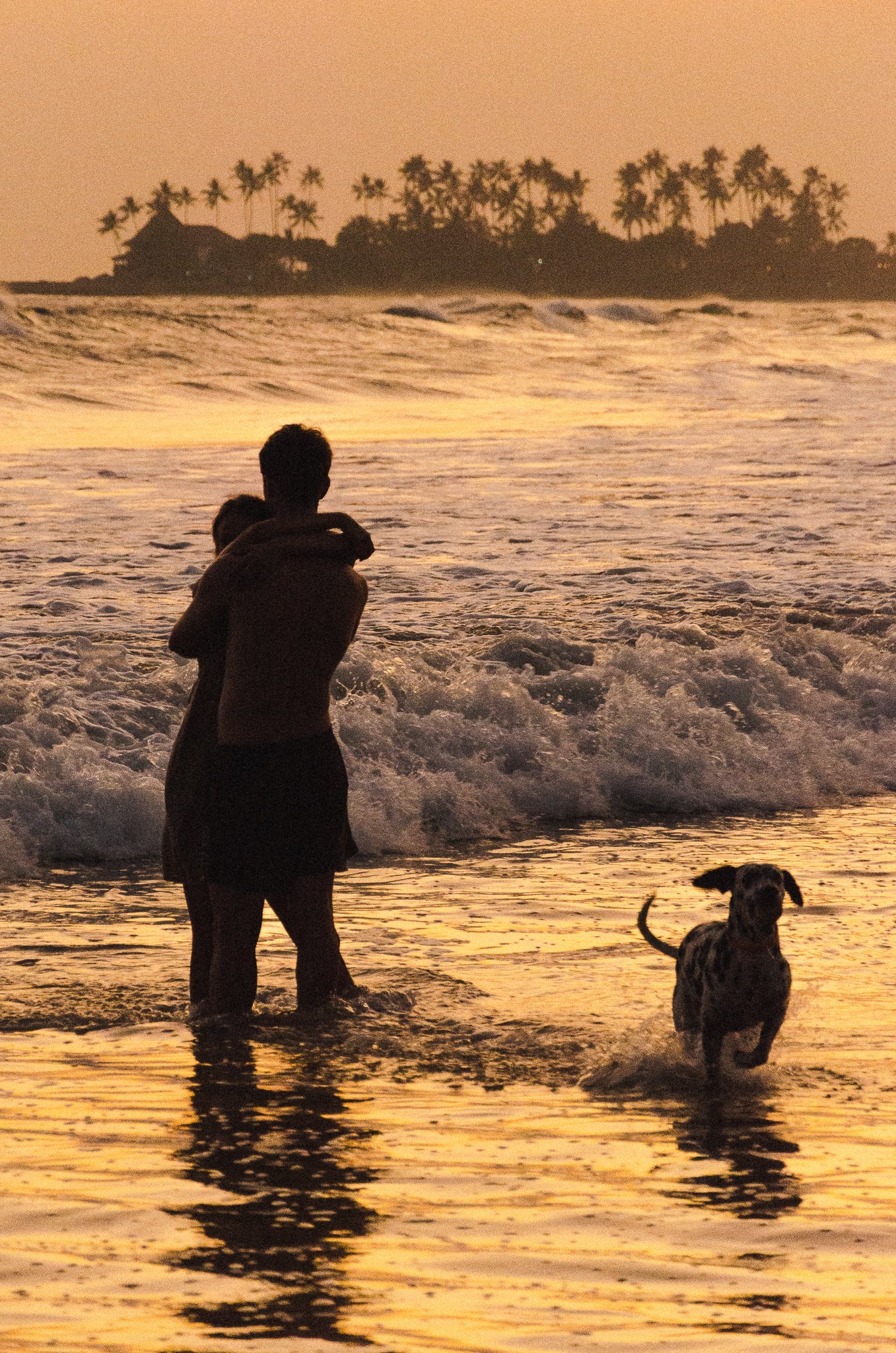 A man and a child standing in the ocean at sunset, with a Dalmatian dog swimming nearby, and silhouettes of trees and a house on the horizon.