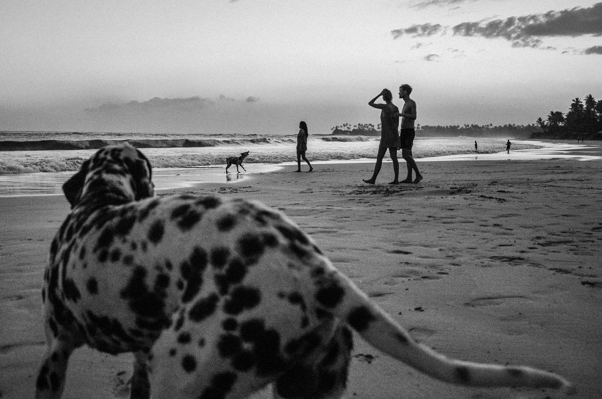 A black and white photo of a beach scene with people walking and a dog in the distance, with a Dalmatian dog in the foreground.