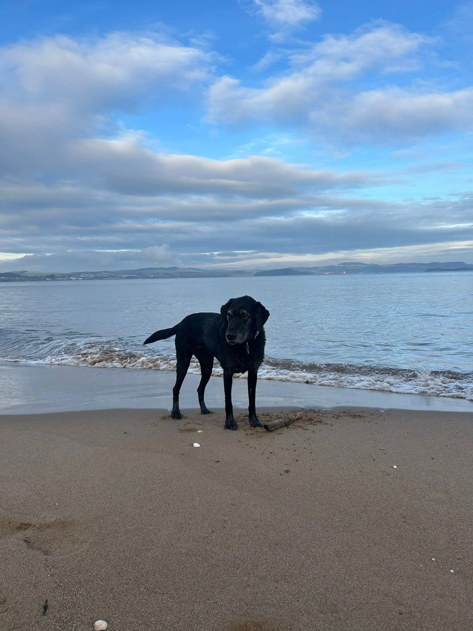 A black dog standing on a sandy beach near the water with clouds and a blue sky in the background.