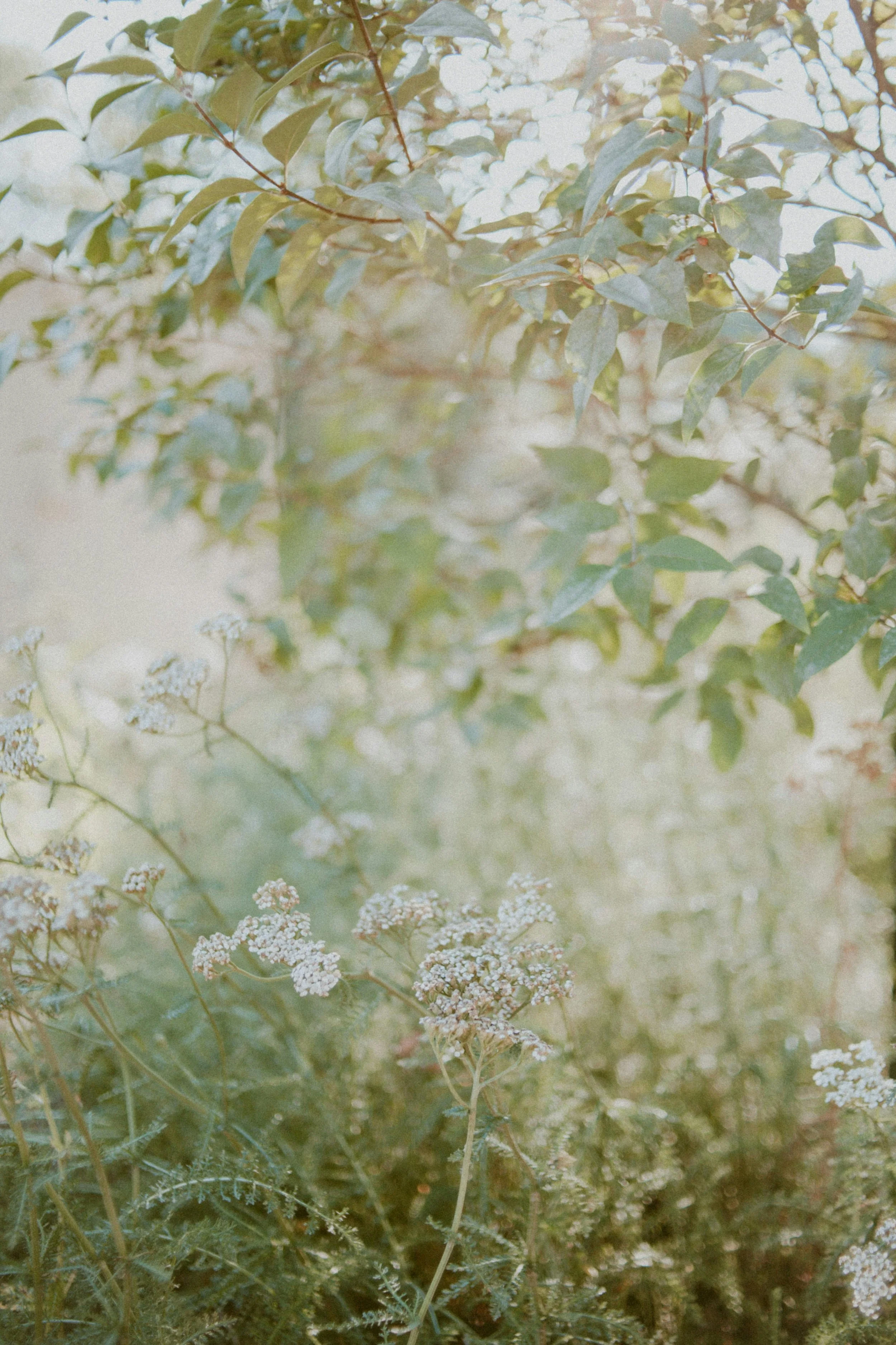 A close-up shot of green leaves on a tree branch with small white flowers growing on the ground below, under soft natural lighting.